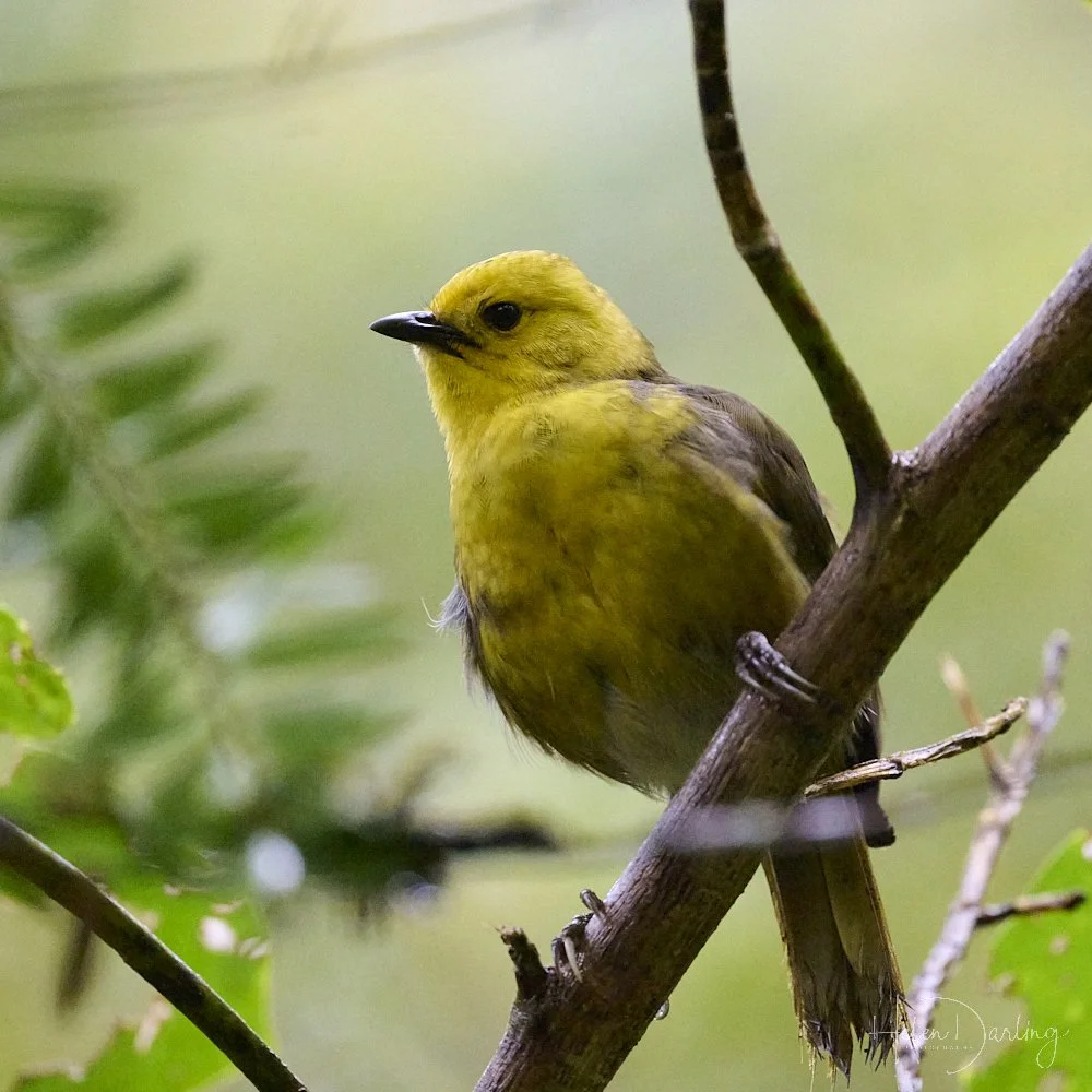 Mohua