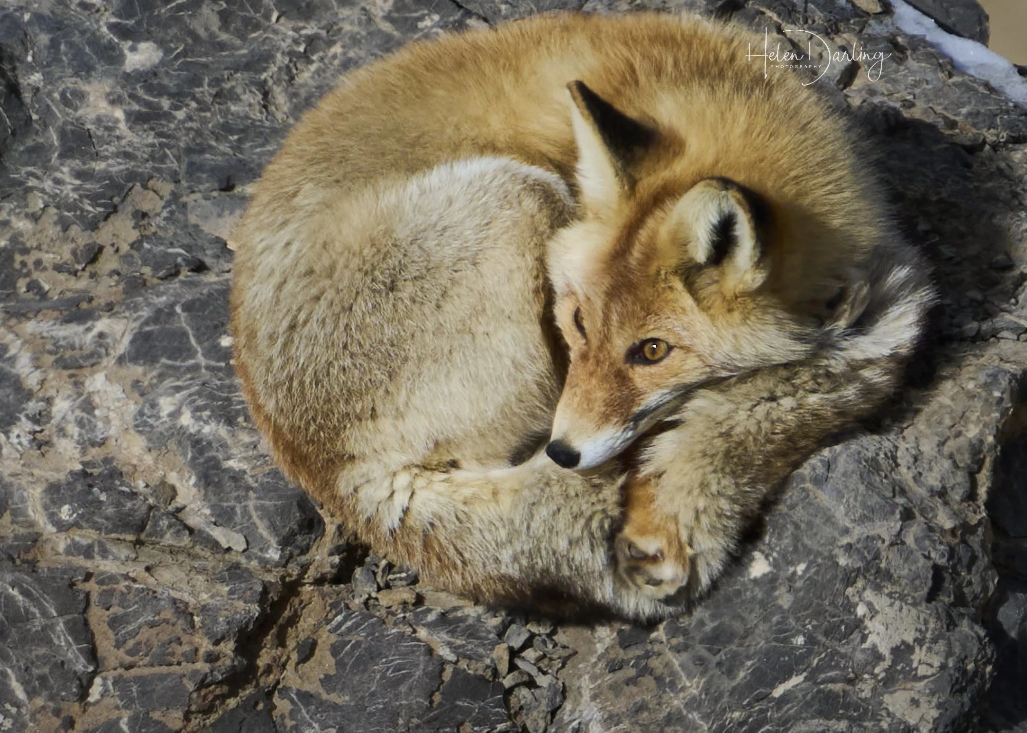 Himalayan Red Fox 