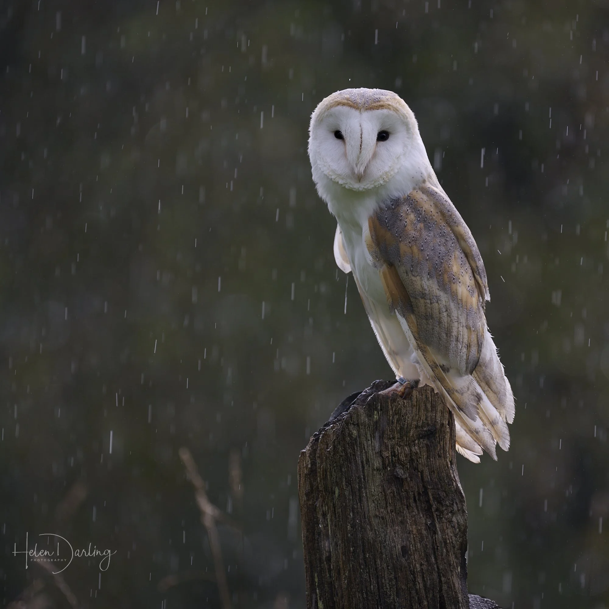 Barn owl