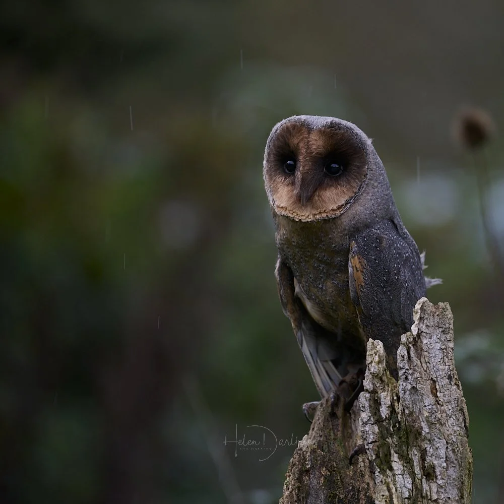 Barn Owl