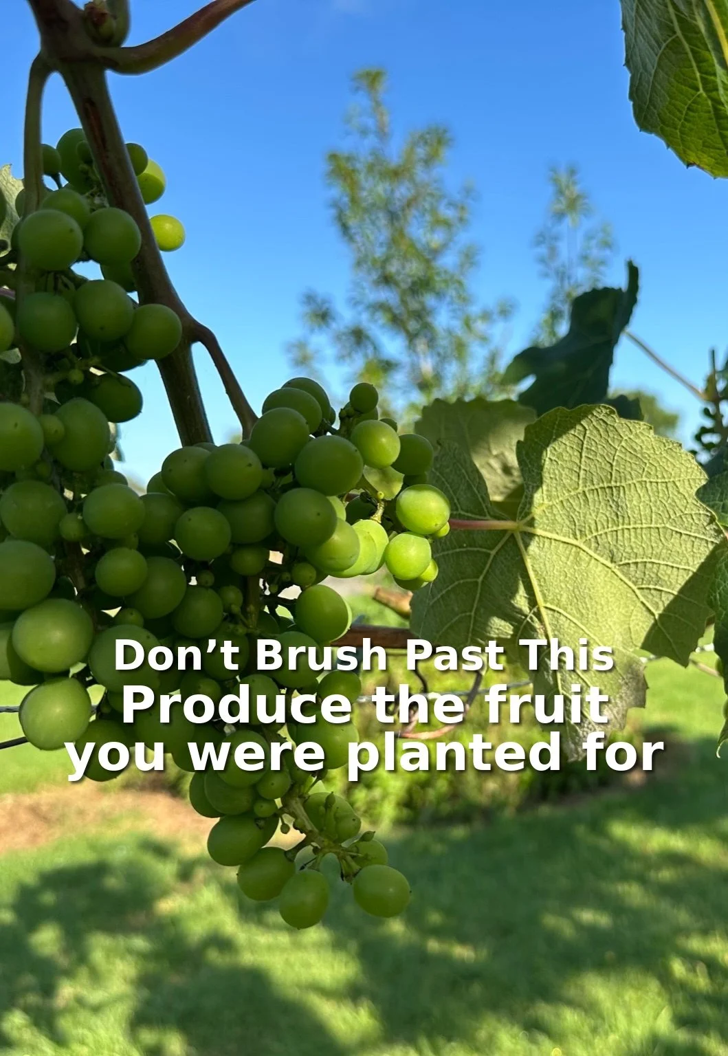 The Vineyard That Forgot Why It Was Planted