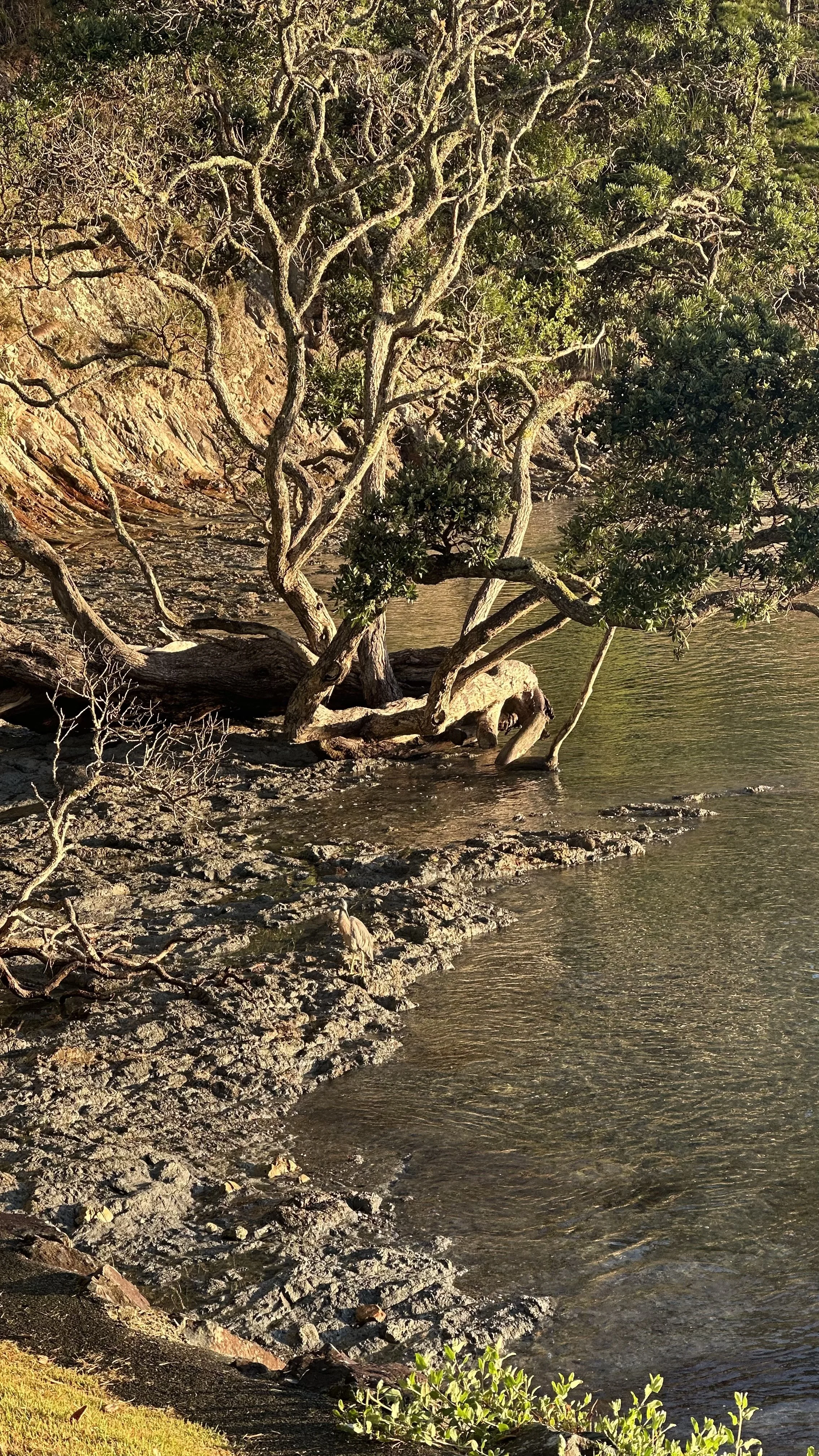 Preparing the Heart for Comfort