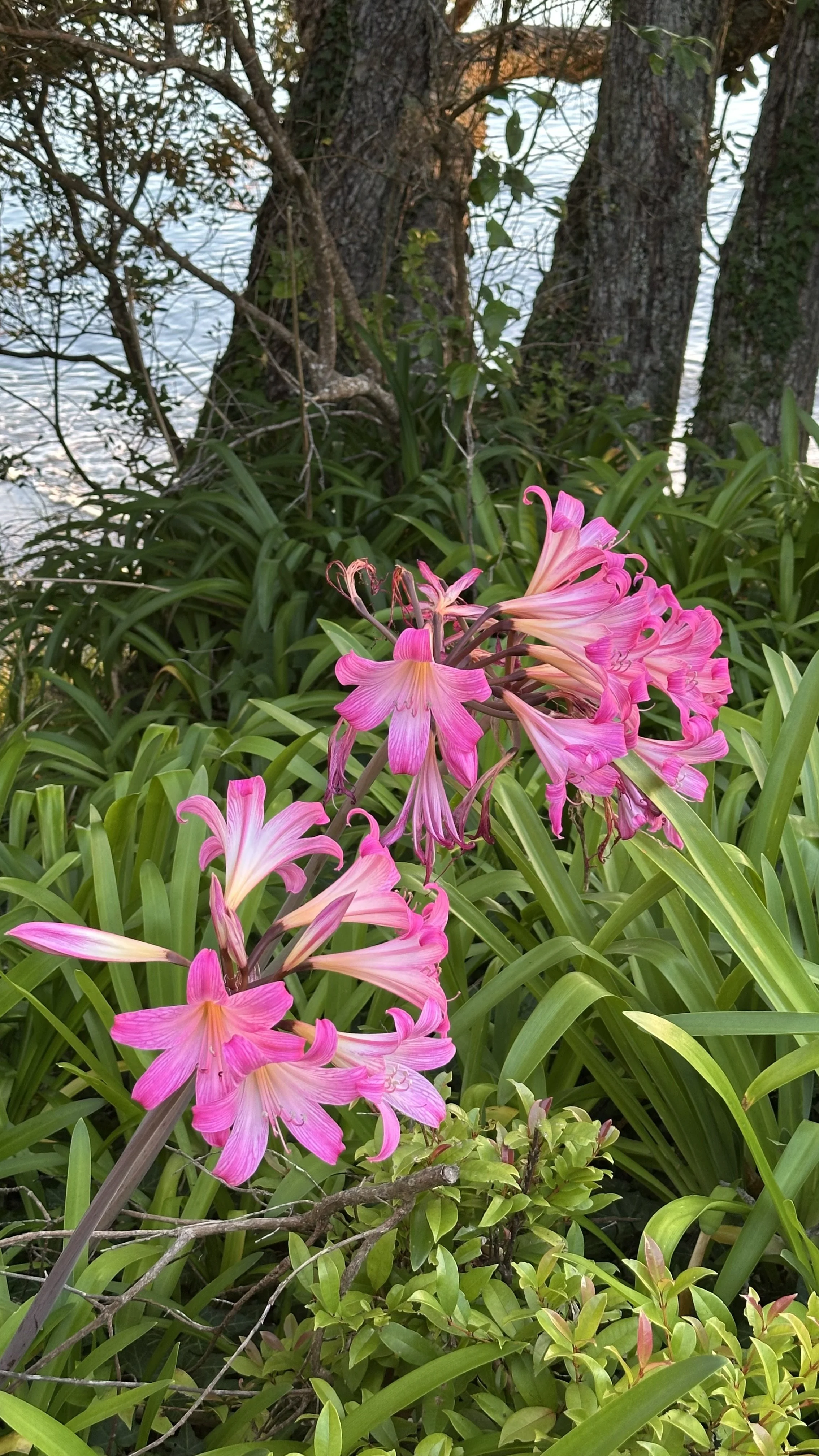 Waiting and Renewed Strength