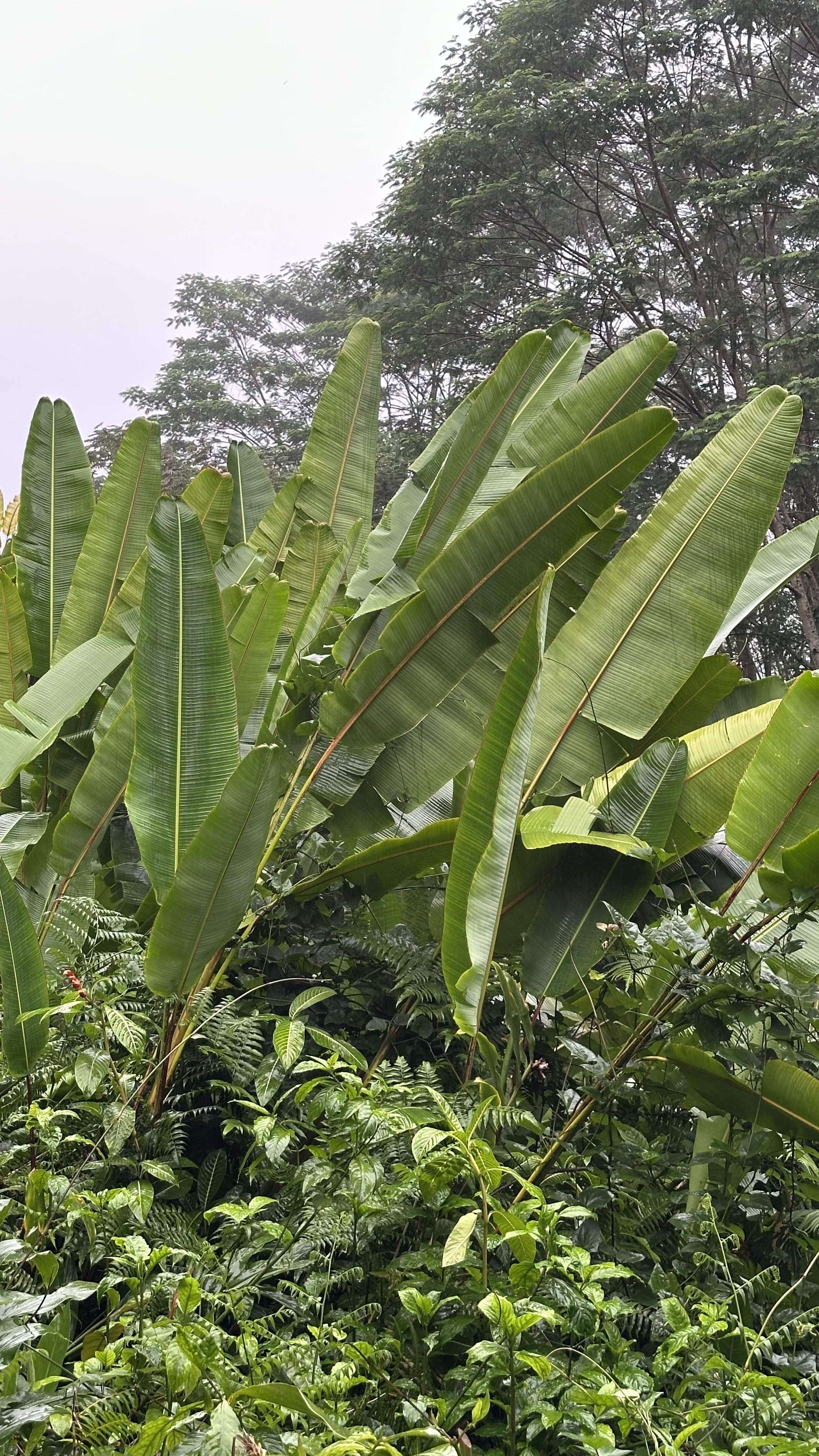 You Are My Witnesses