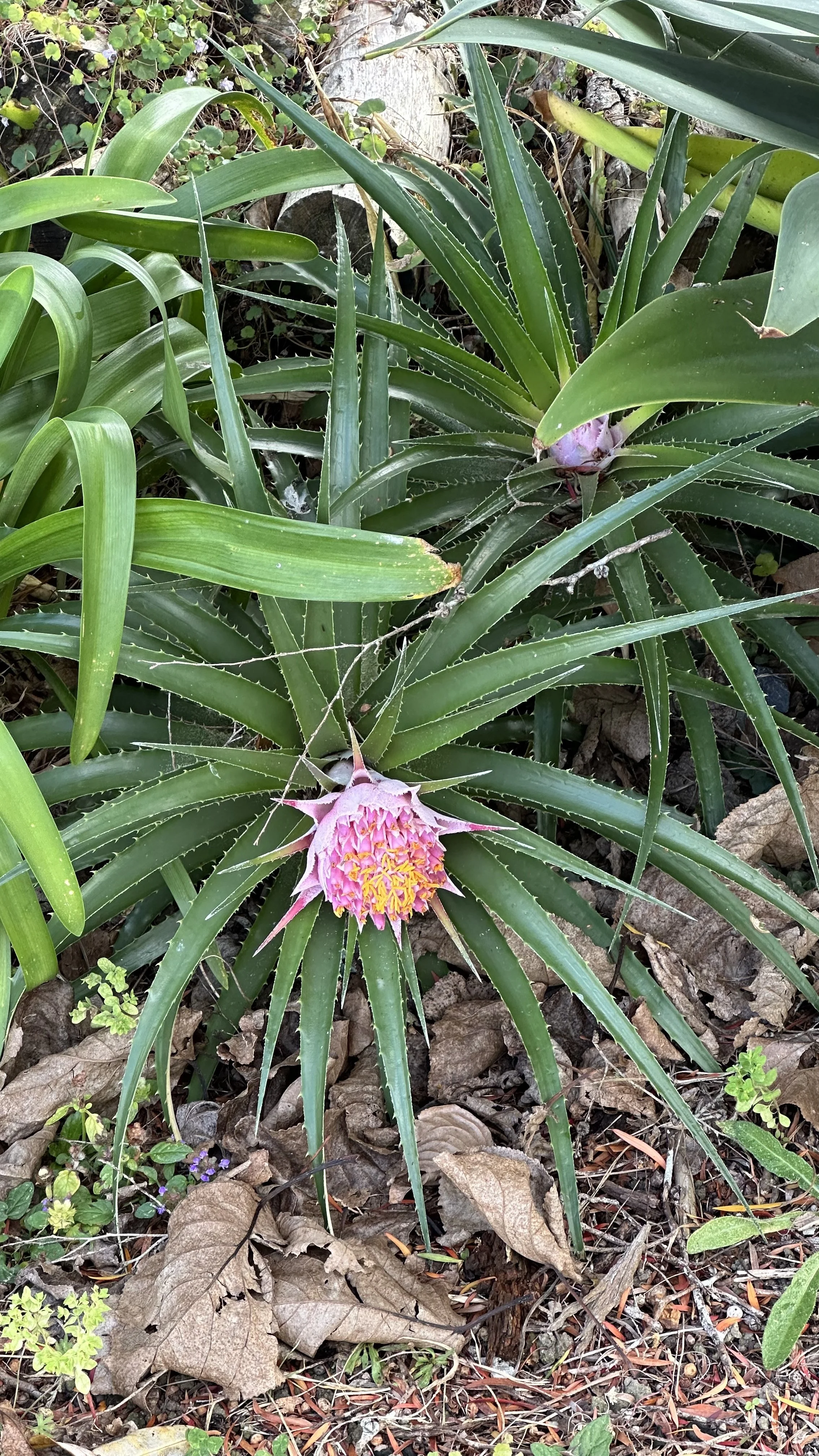 The Holy Spirit and Identity