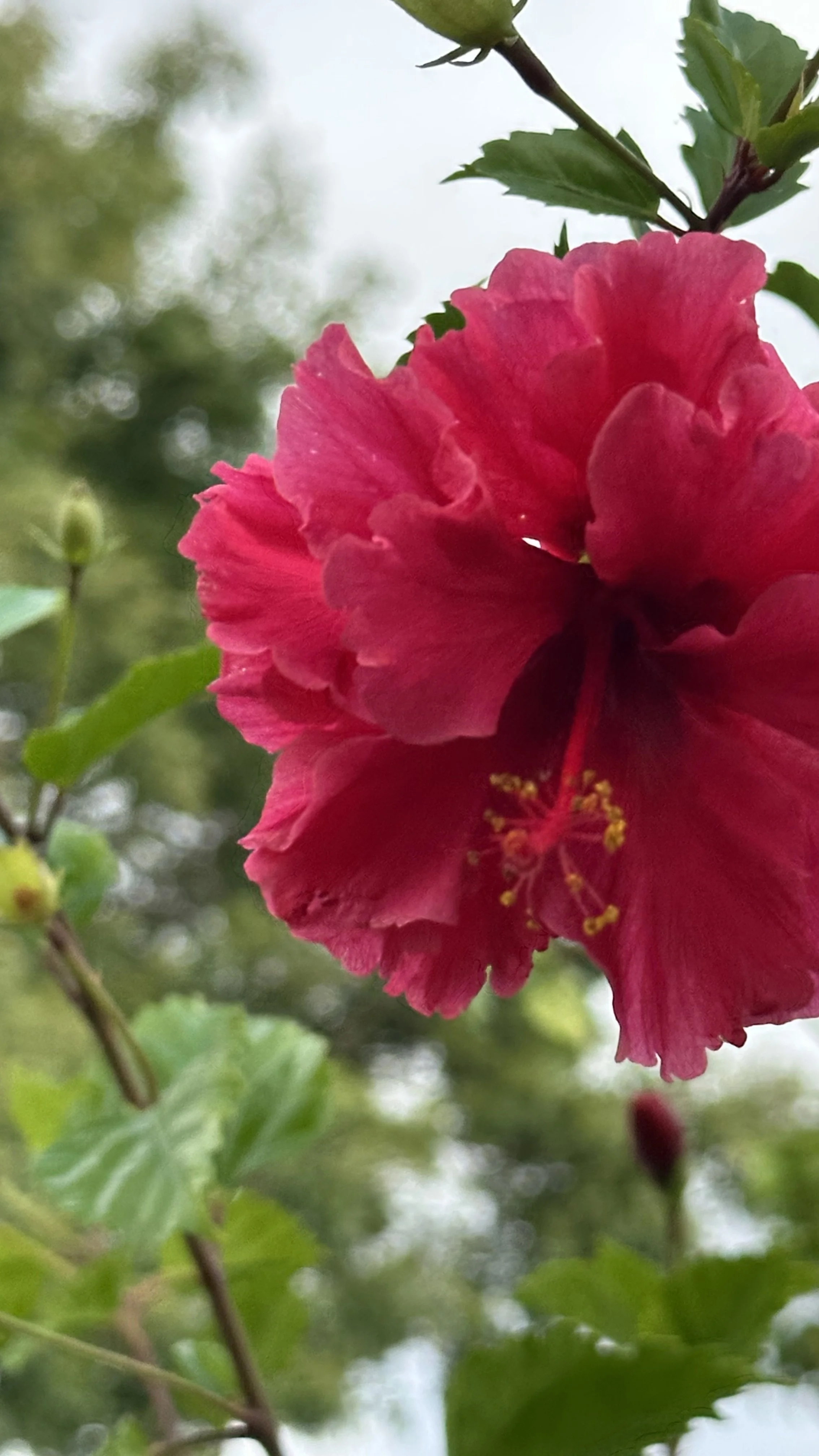 Who Carries Who? The Burden of Idols