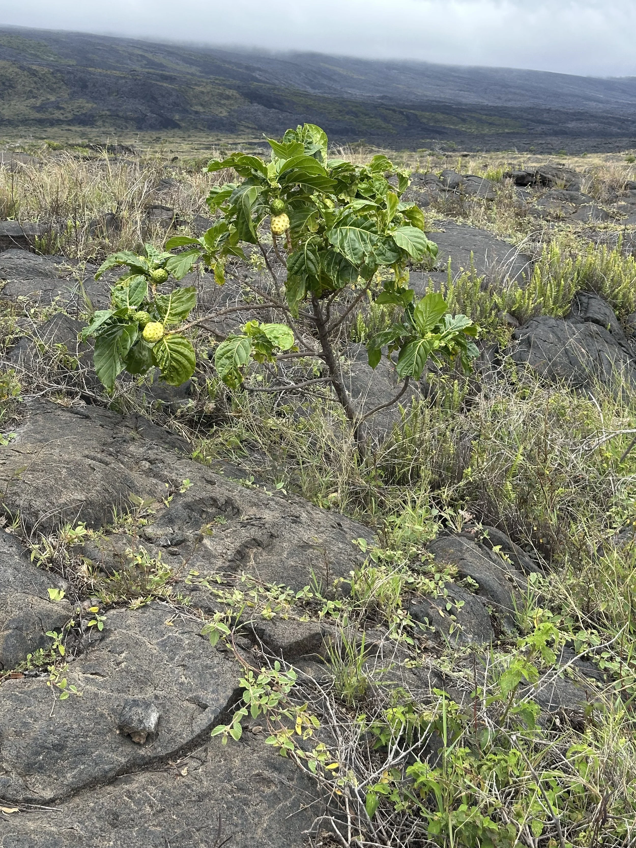 Carried for a Lifetime