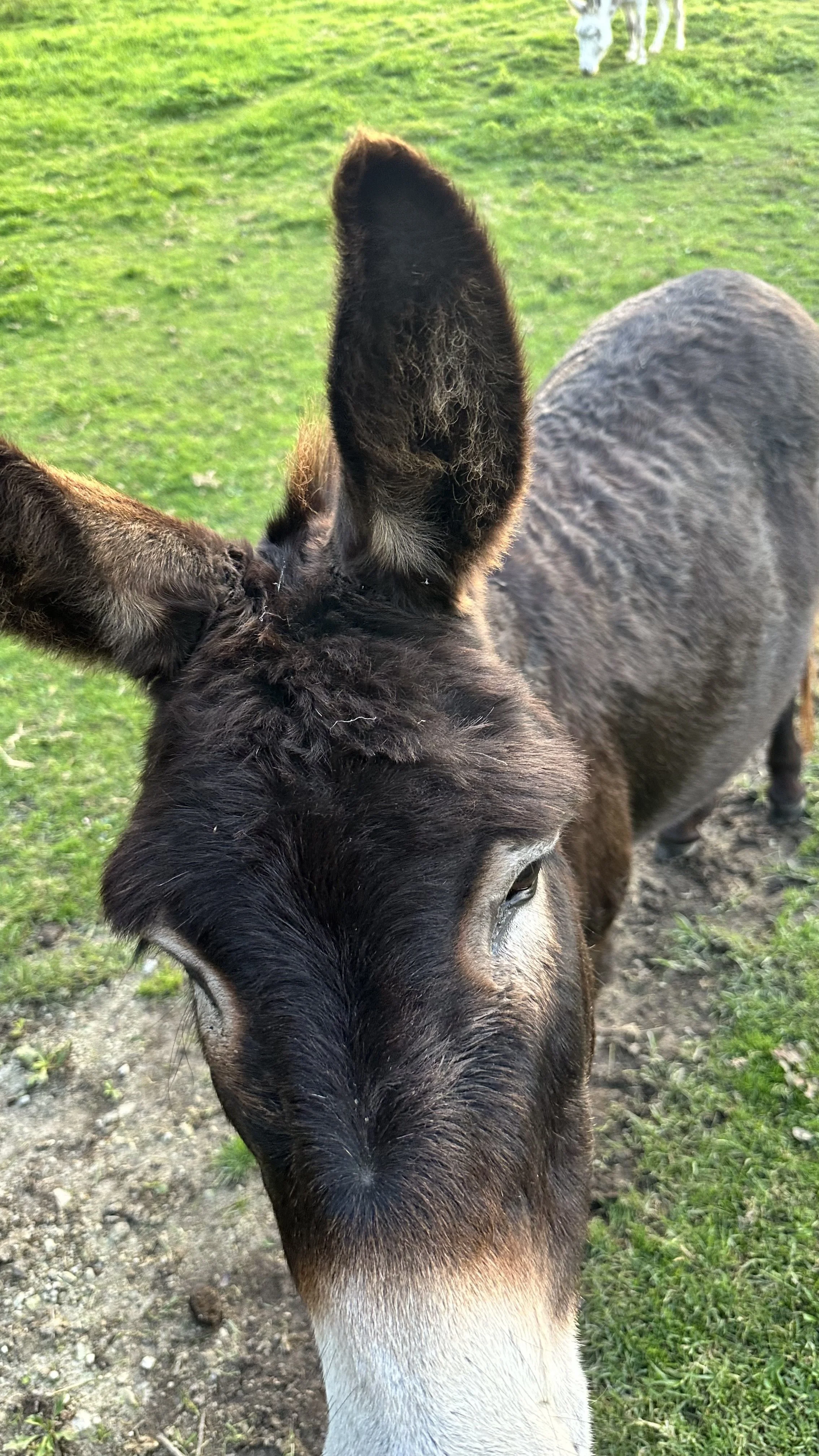 God’s Devine Order Restored