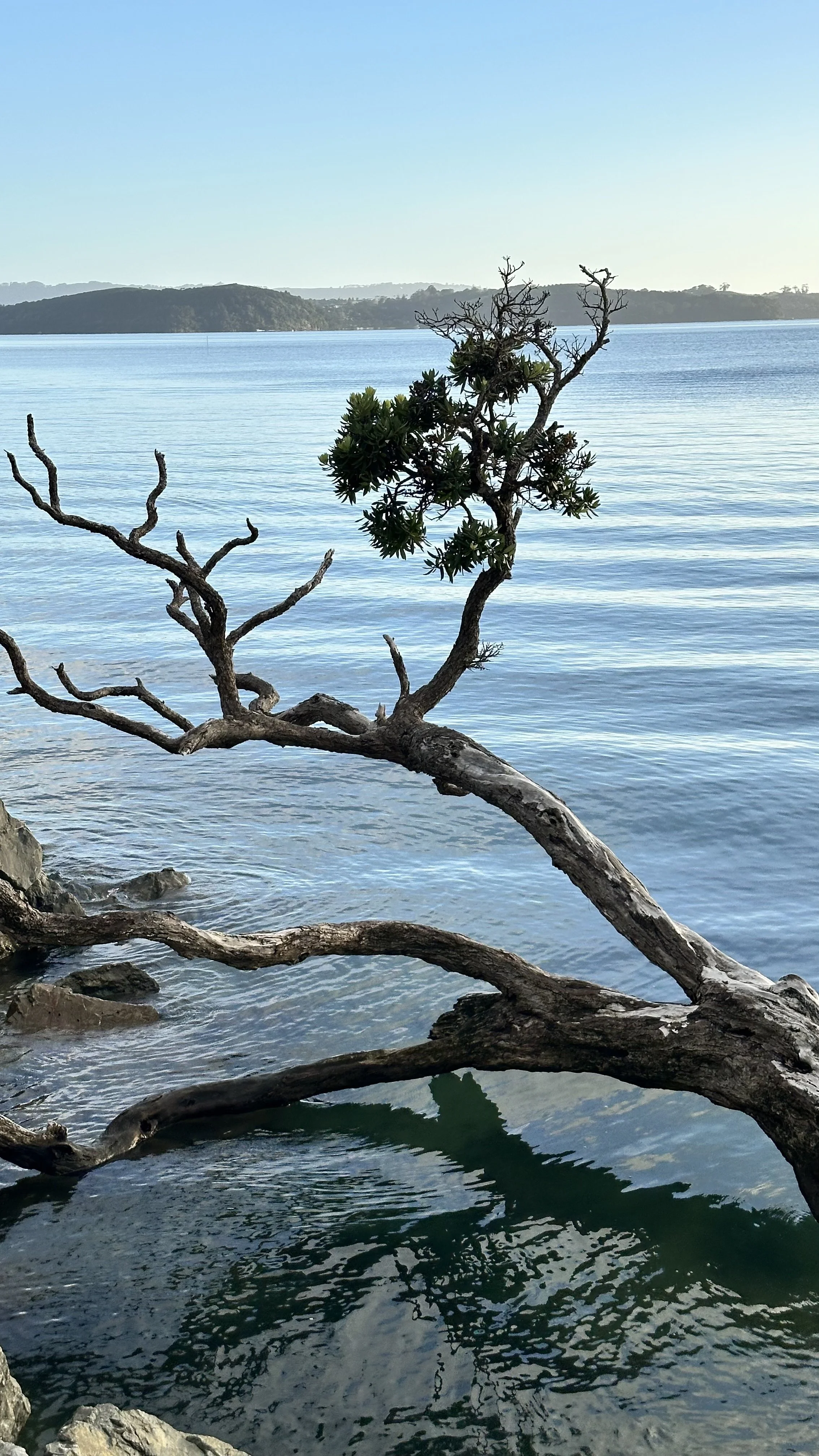 Joyful Transformation