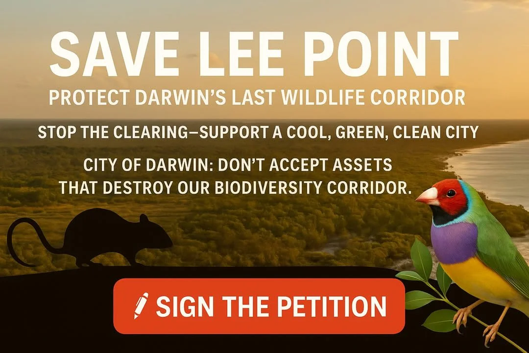 The City of Darwin has committed to a cool, green and clean city through three major strategies including the 2030 Greening Darwin Strategy, which protects biodiversity and vital green corridors.

One of the most important of these is the Darwin Wild