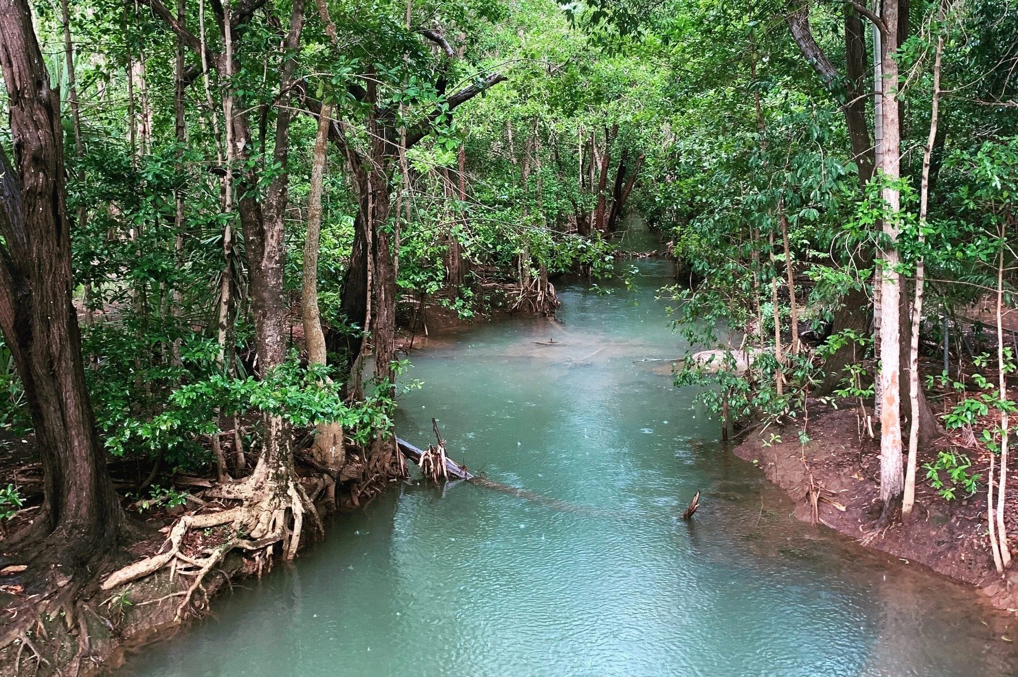City of Darwin, in partnership with Rapid Creek Landcare Group, is inviting our community to roll up our sleeves and get involved in the Rapid Creek Clean Up this Clean Up Australia Day, Sunday 1 March 2026.

Rapid Creek is one of our most loved natu