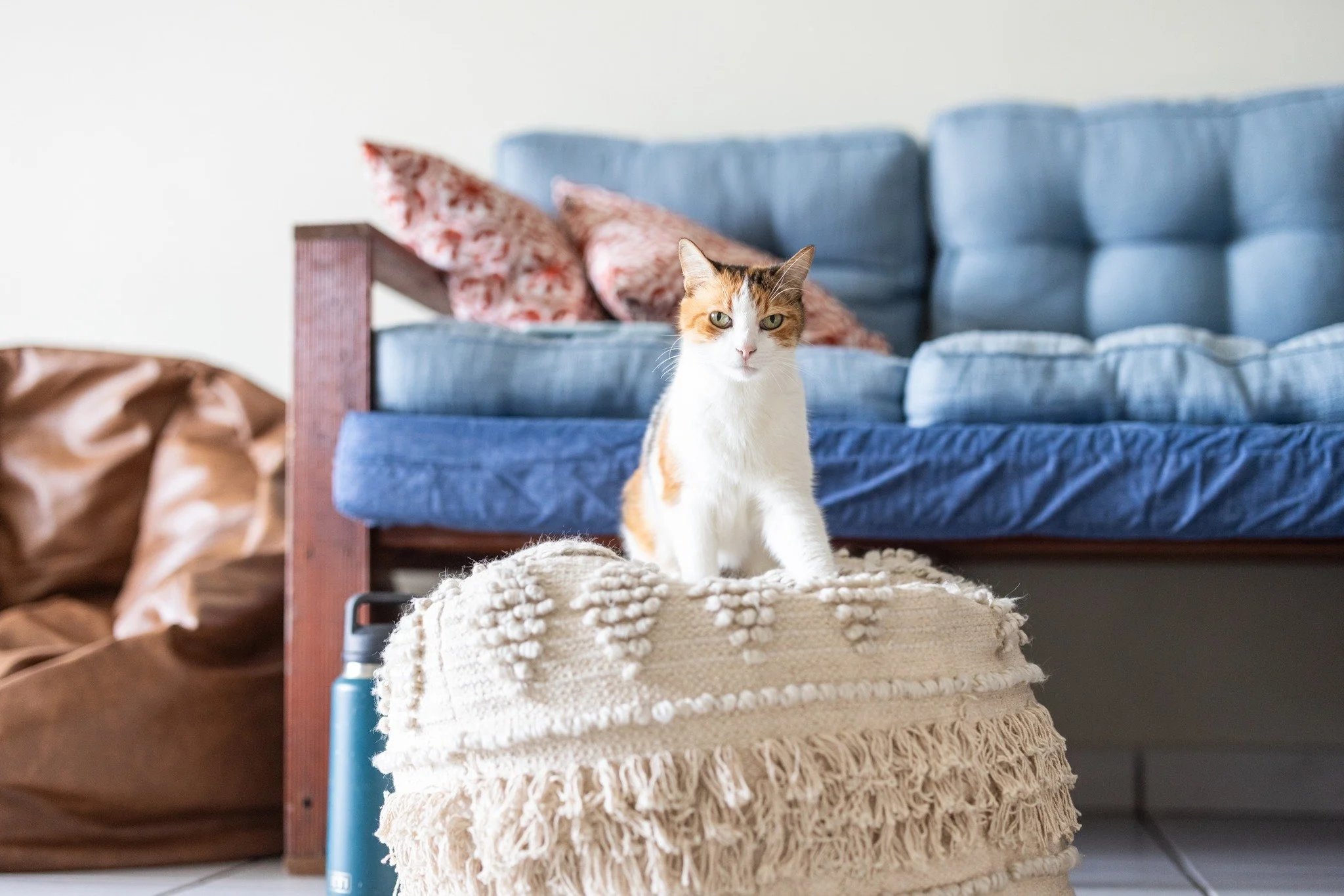 Desexing plays a key role in responsible pet ownership, with desexed cats less likely to roam, fight, or contribute to unwanted litters.

If you own a cat in one of these subrubs, you can get it desexed for free
Residents are encouraged to check regi