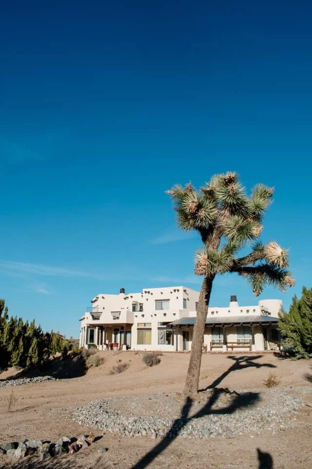 joshua tree 5.jpeg