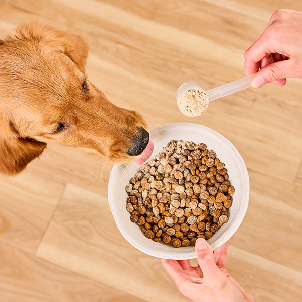 K9Power Packaging Design Golden Retriever Eating Dog Supplement