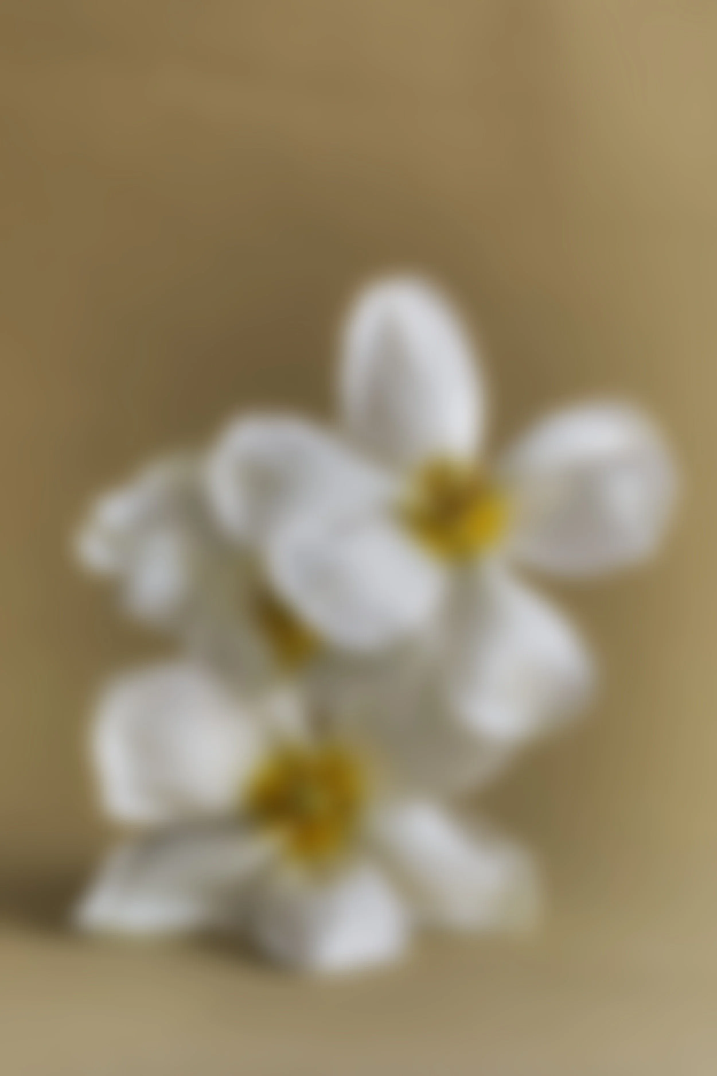 Blurred image of small white flowers with yellow centers on a beige background.