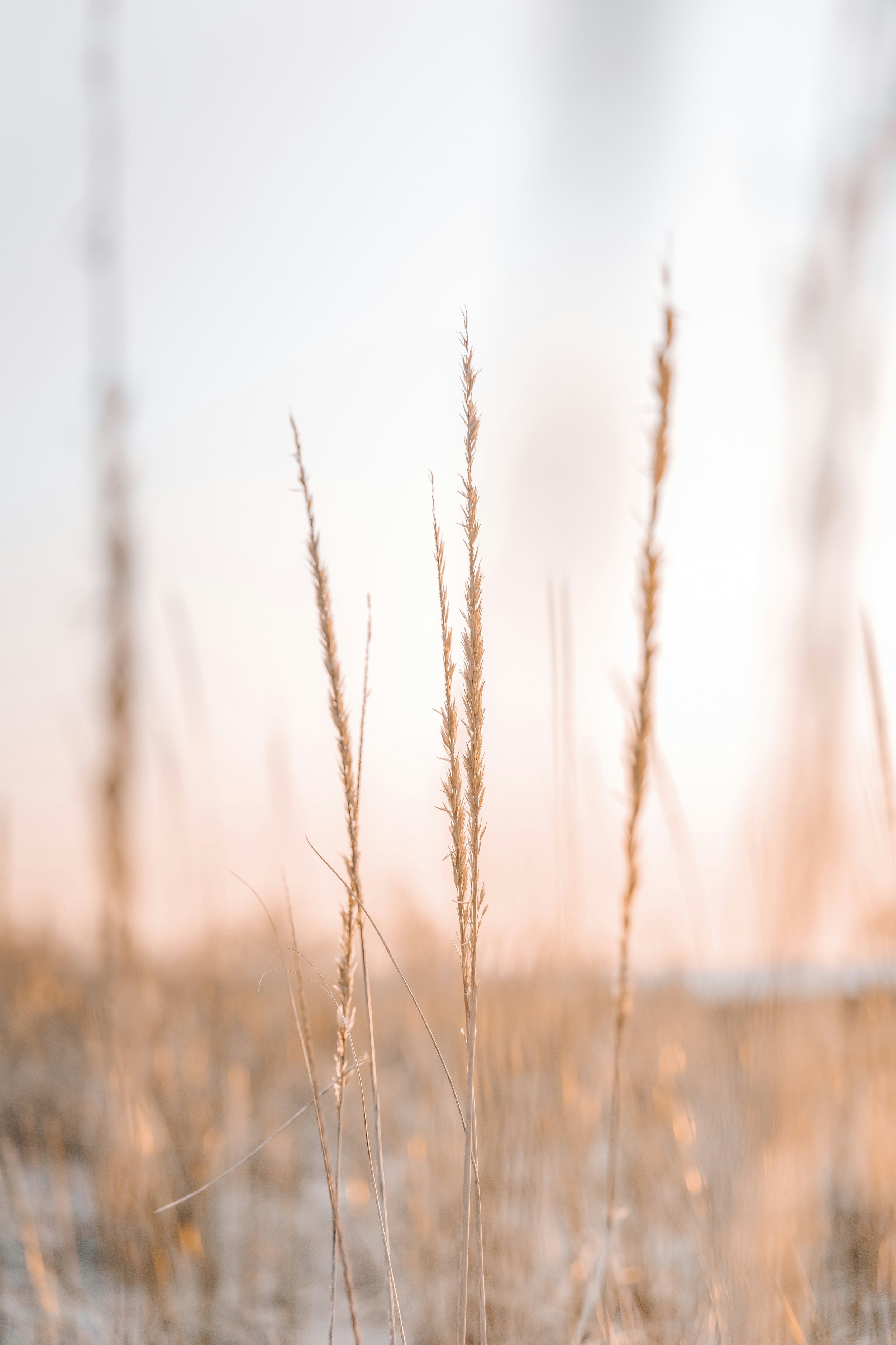 Close-up of tall, dry grass or reeds in a field during sunset or sunrise.