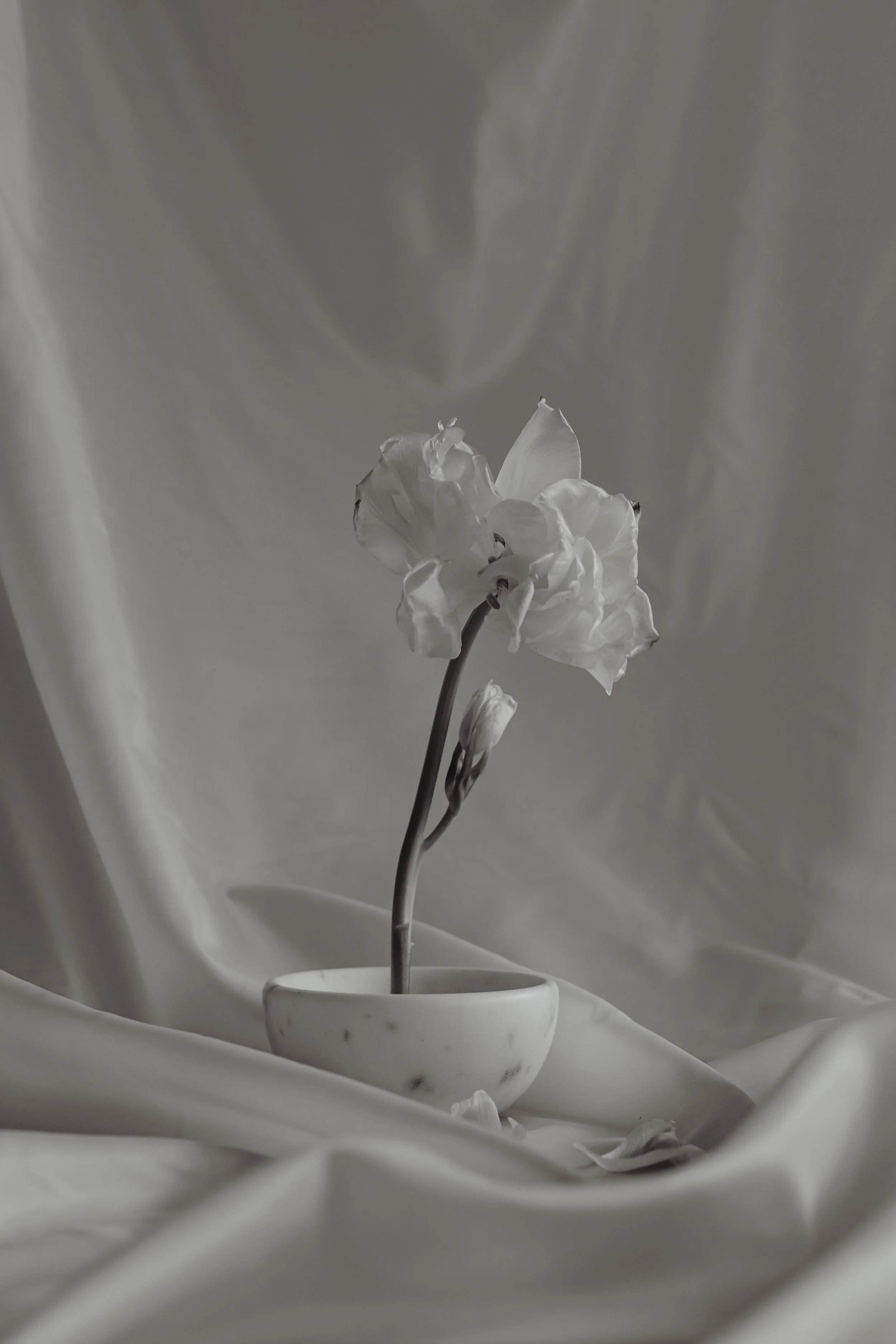 Black and white photo of a single flower in a white vase with fabric background