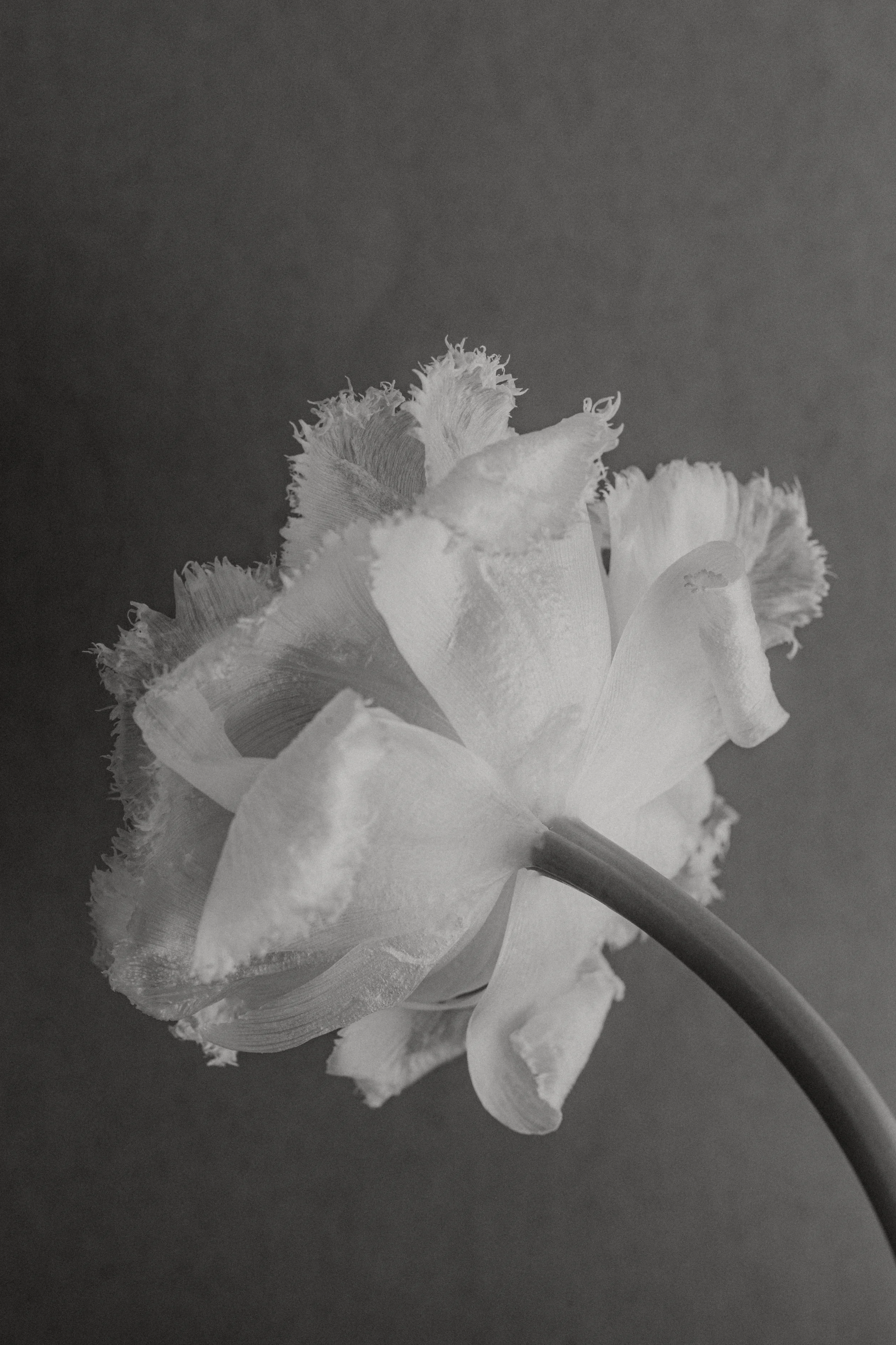 Black and white photograph of a flower with ruffled petals and a curved stem against a plain background.