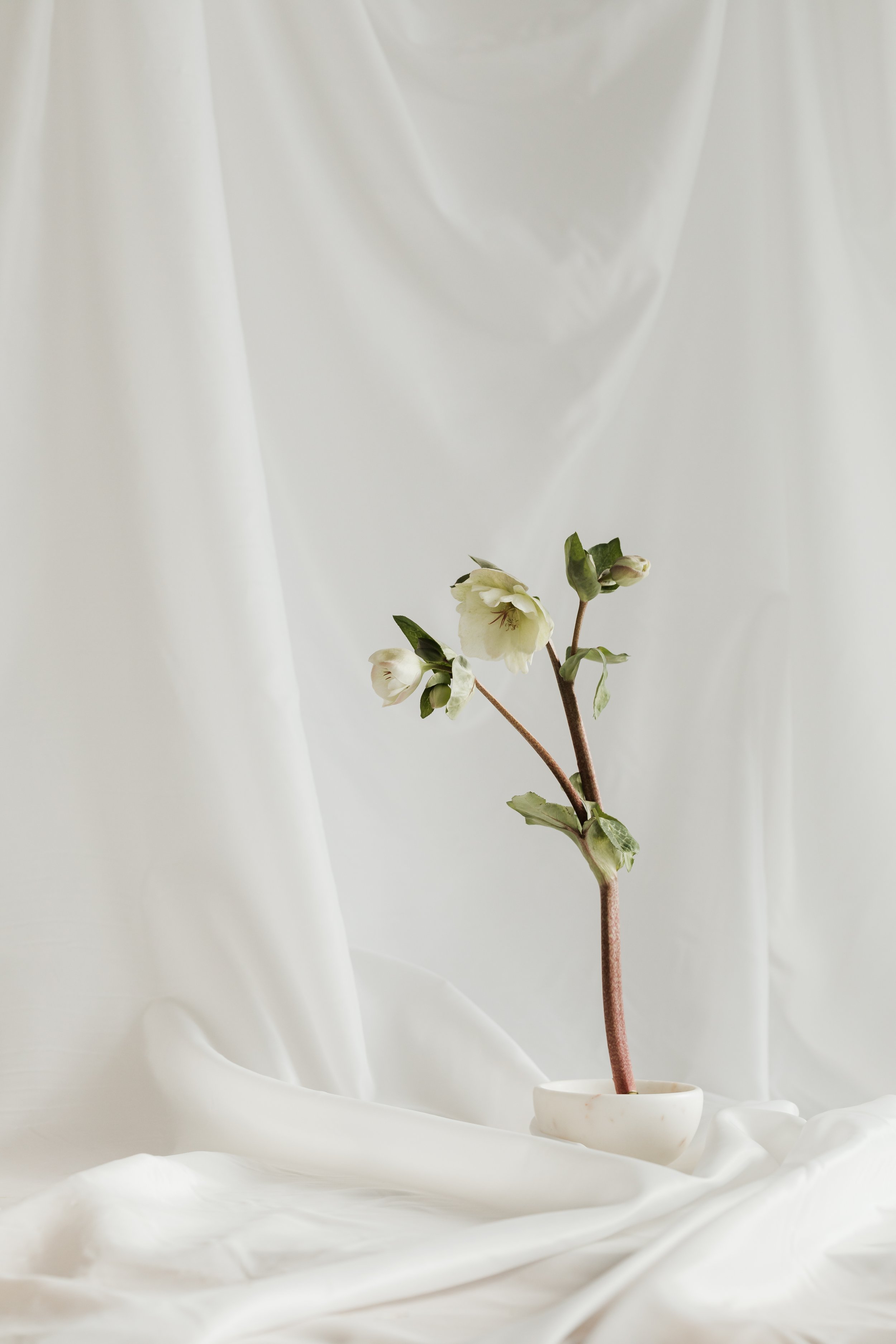A single branch of white flowers in a small white vase against a white draped fabric background.