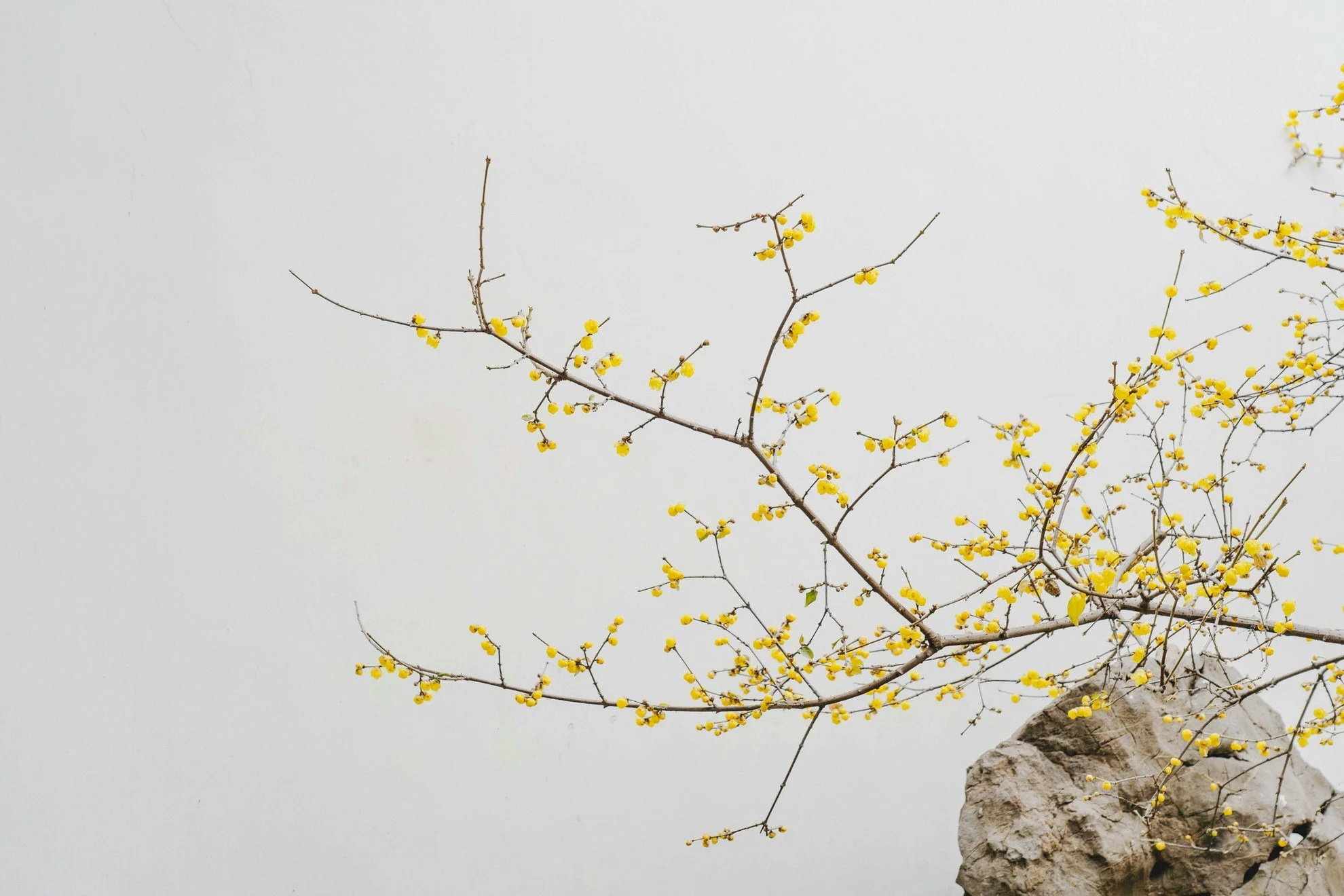 Branch with small yellow blossoms extending over a large gray rock against a plain background.