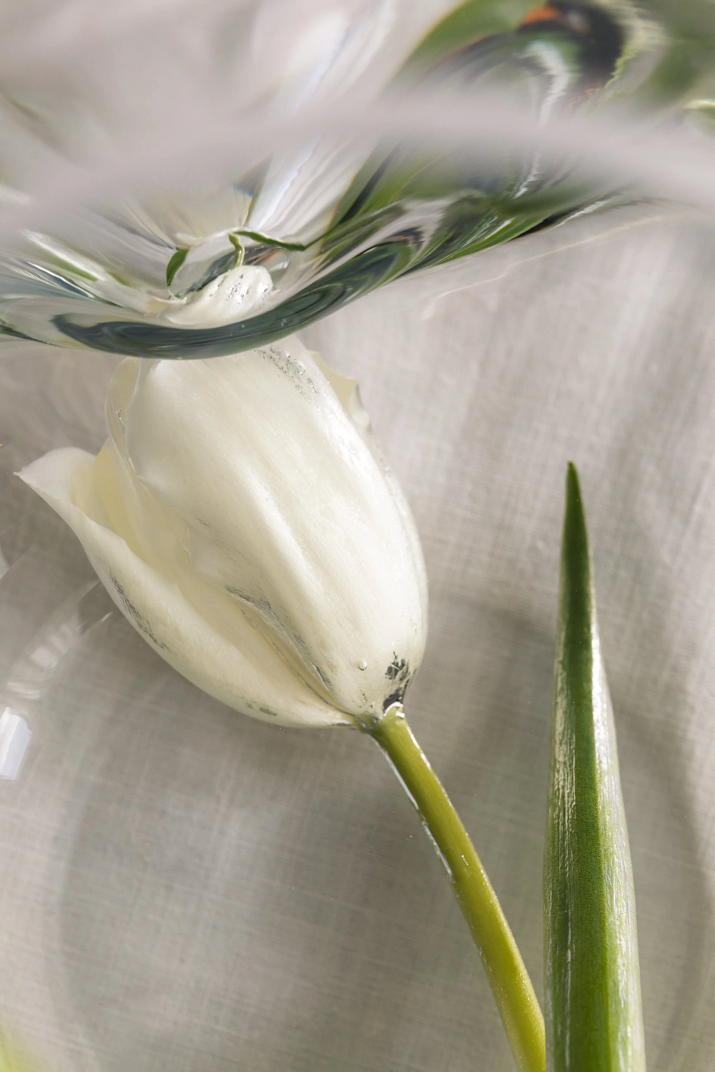 A white tulip with a long green stem and leaf, partially submerged in water with a glass container above it, on a beige fabric background.