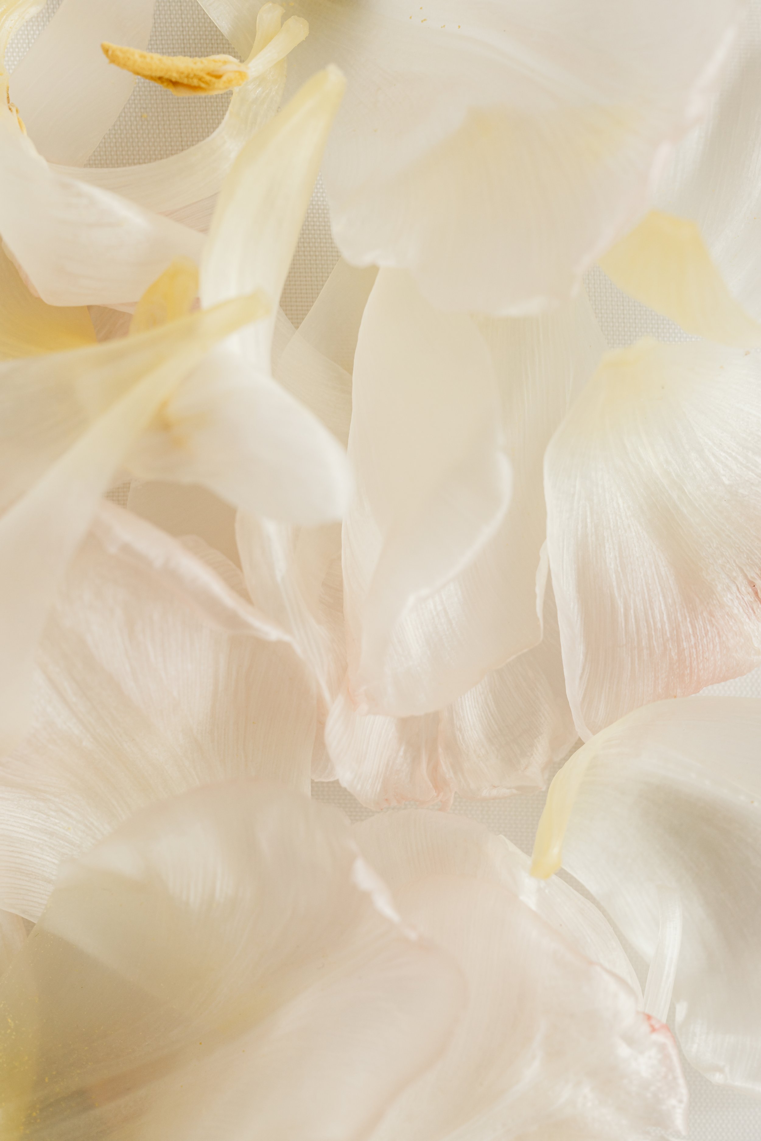 Close-up of white tulip petals with soft lighting and delicate texture.