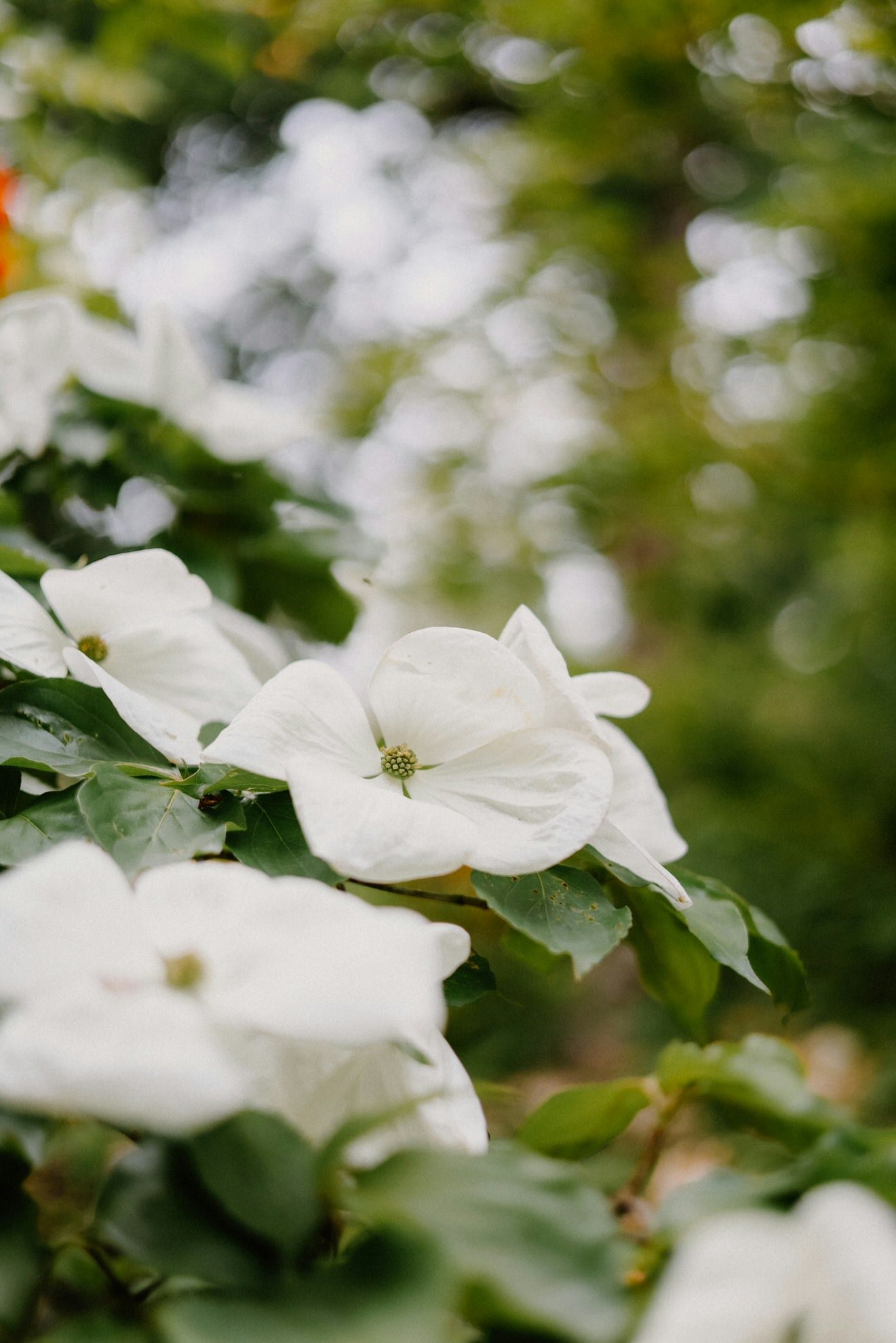 Close-up of white bougainvillea flowers with green foliage and blurred background.