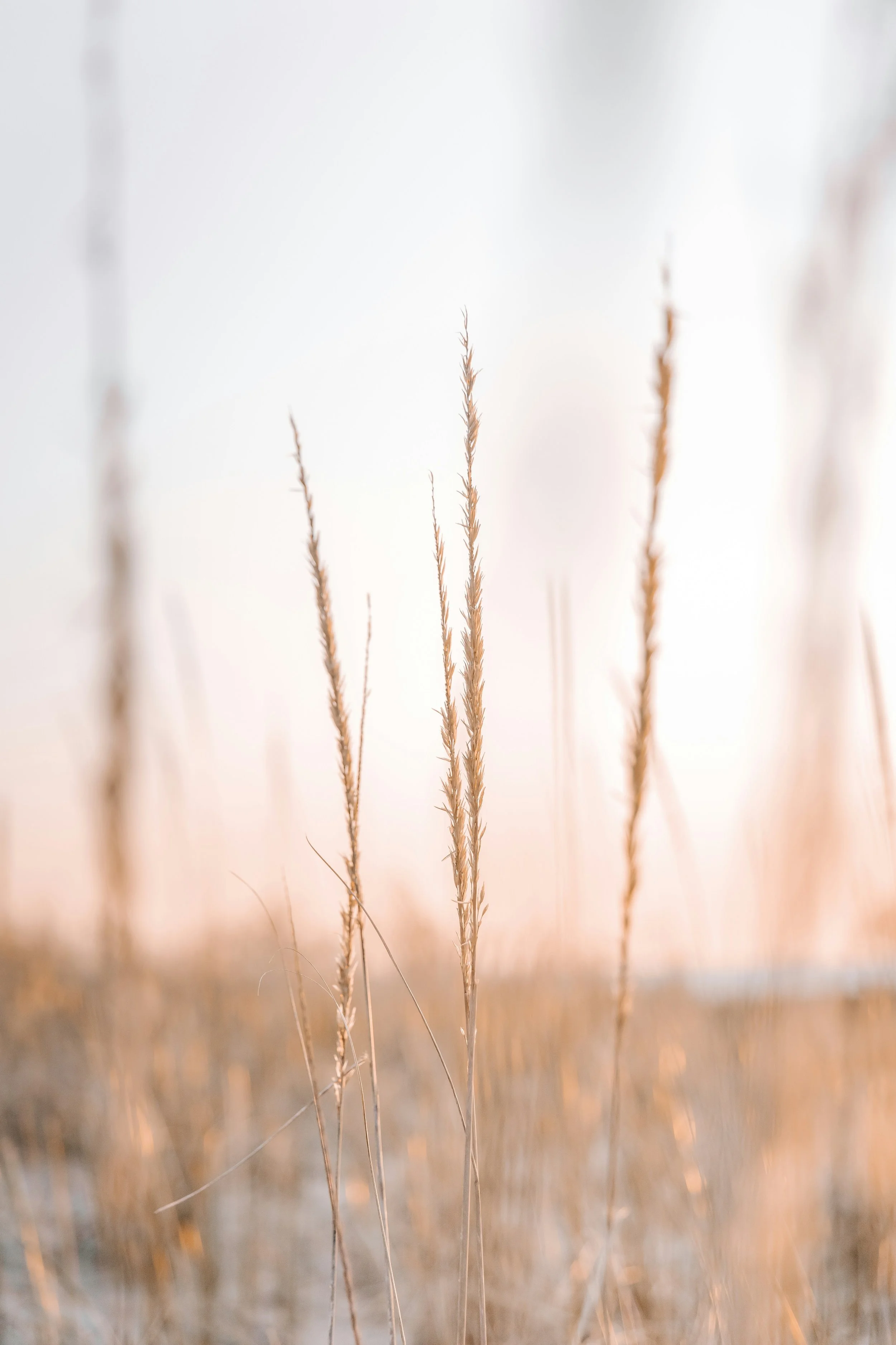 Close-up of tall dry grass stalks in a field during sunset or sunrise with soft, warm lighting.