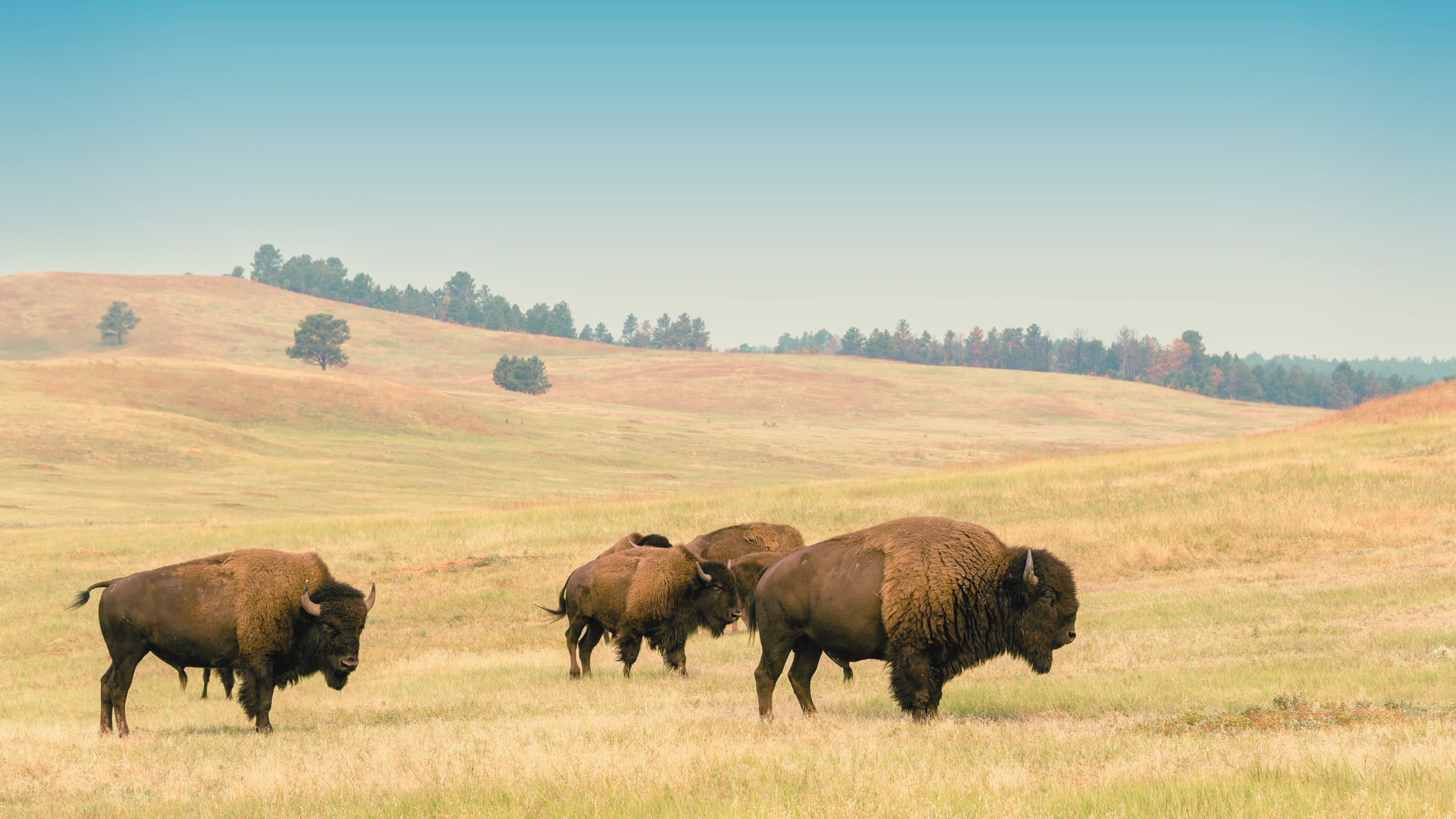 Digital Marketing in Buffalo: Strategies for Local Businesses