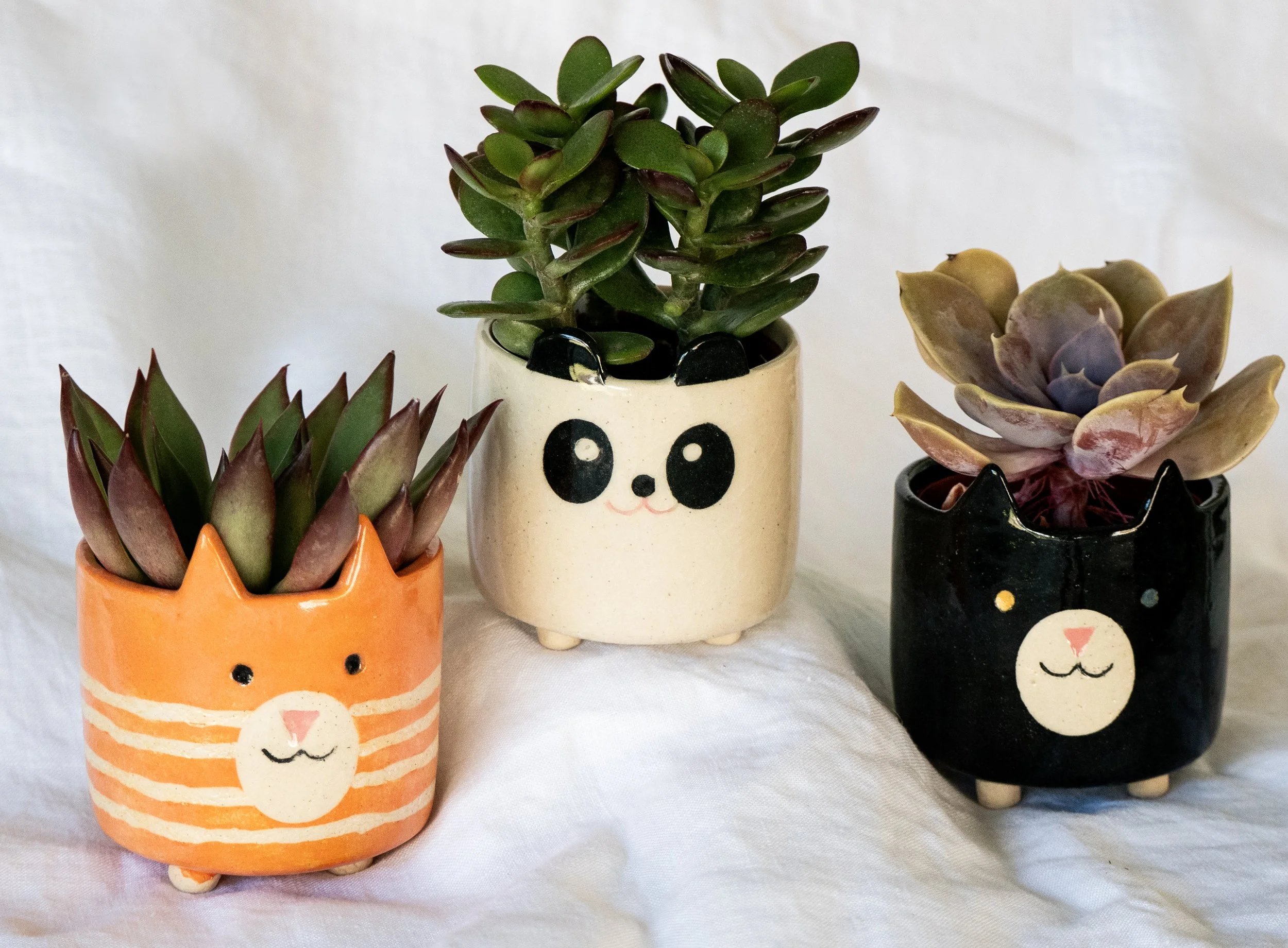 succulent pots.jpg