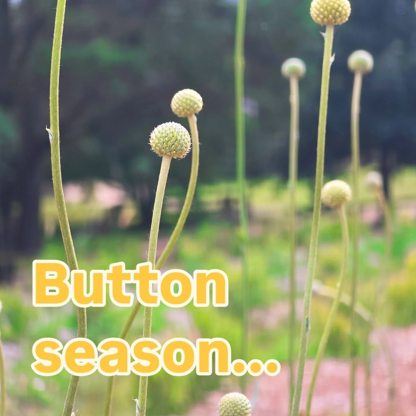 Experimentation with various varieties of plantings continues on the farm. 

Aus native Billy Button (pycnosorus globosus) can be tricky, so we're delighted our first crop are healthy &amp; flowering beautifully.

In the studio development continues 