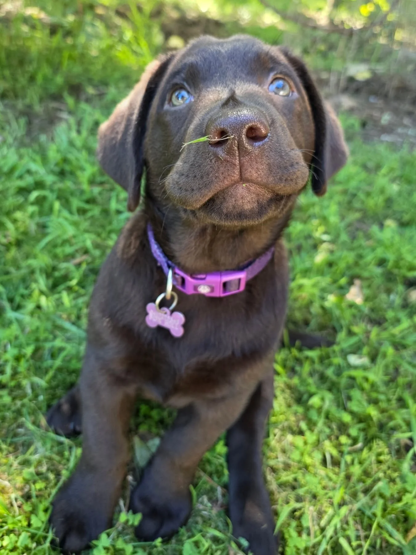 Introducing BREW, our new farm hand/ studio hound🥰...the 10wk old chocolate lab... already a nose for mulch.