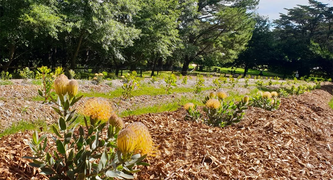 Plantings_Nov25.jpg