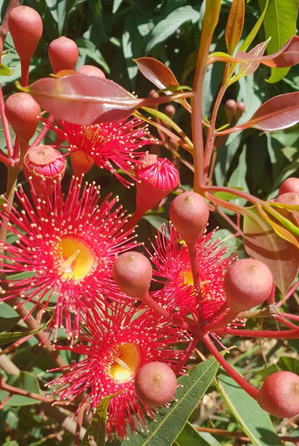 Flowering Gum.jpg