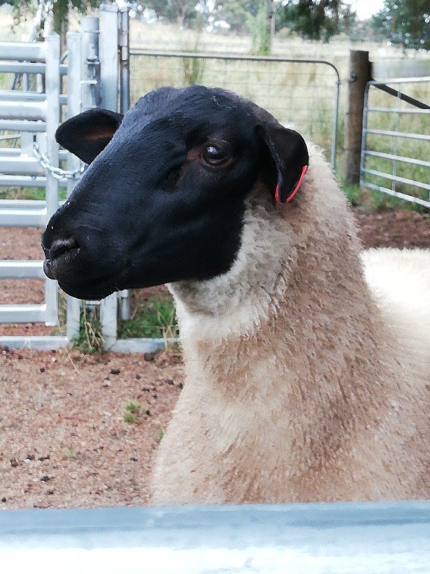Fox Hill Lamb_Home Page.jpg