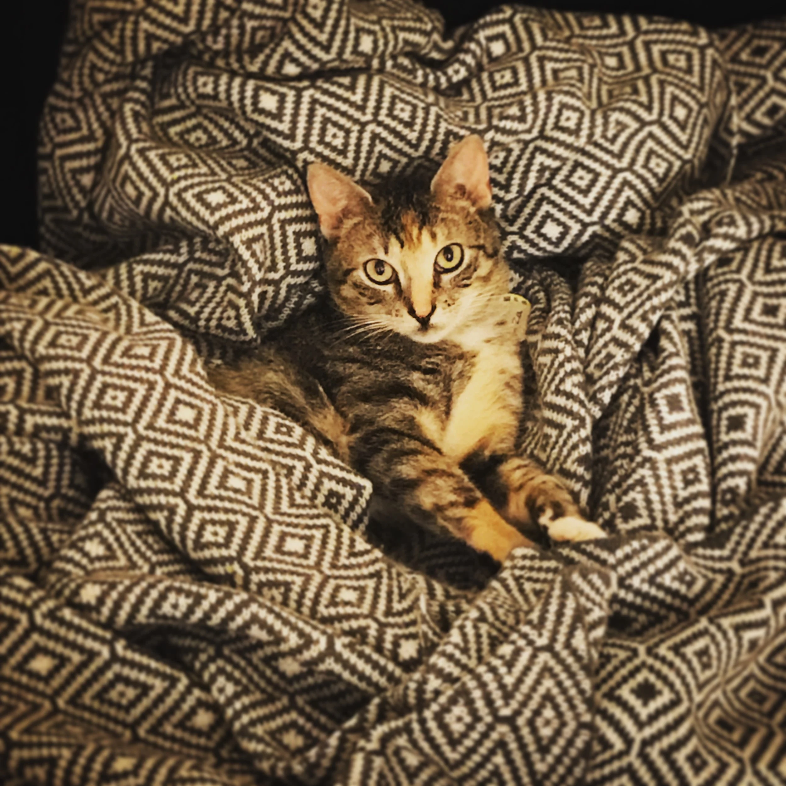 Tabby cat partially wrapped in a white and gray geometric patterned blanket