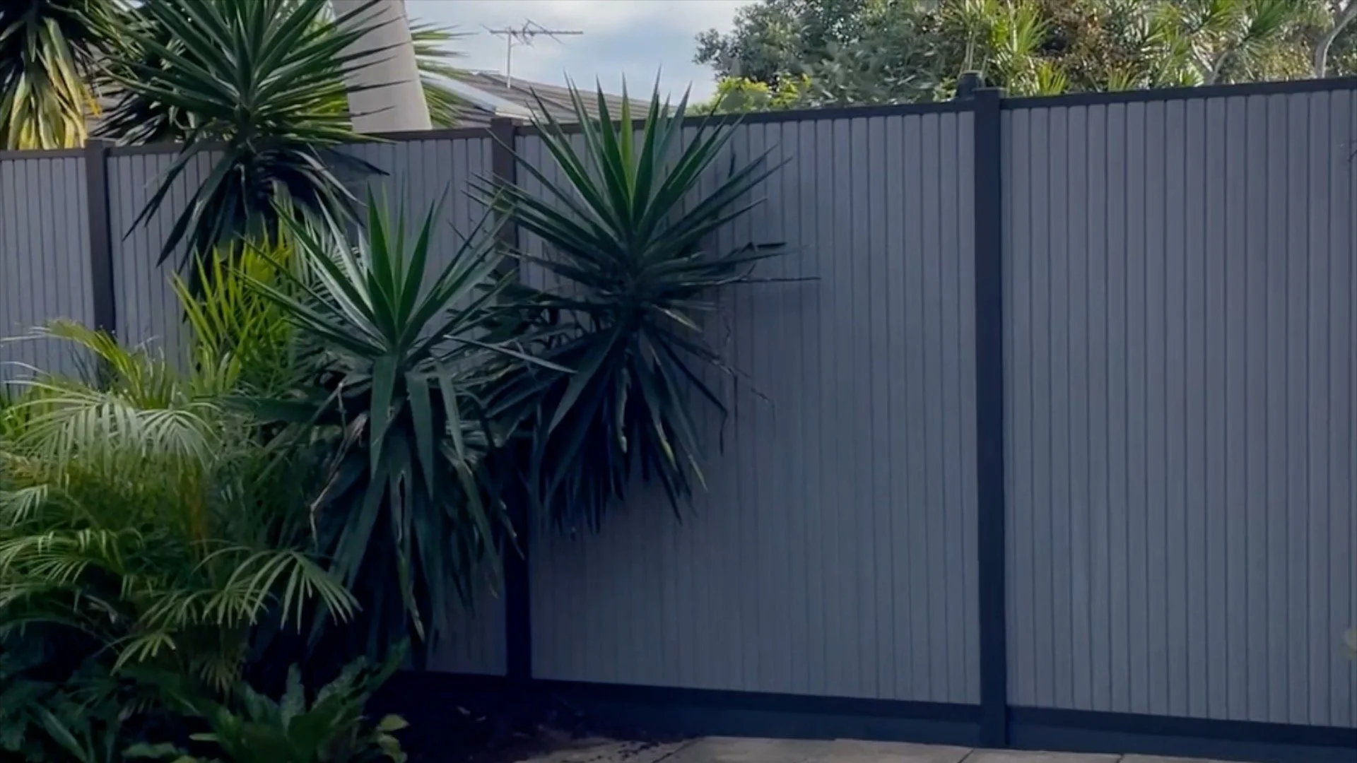 Tall green tropical plants in front of a gray vertical wpc fence with a blue sky and a house roof in the background.