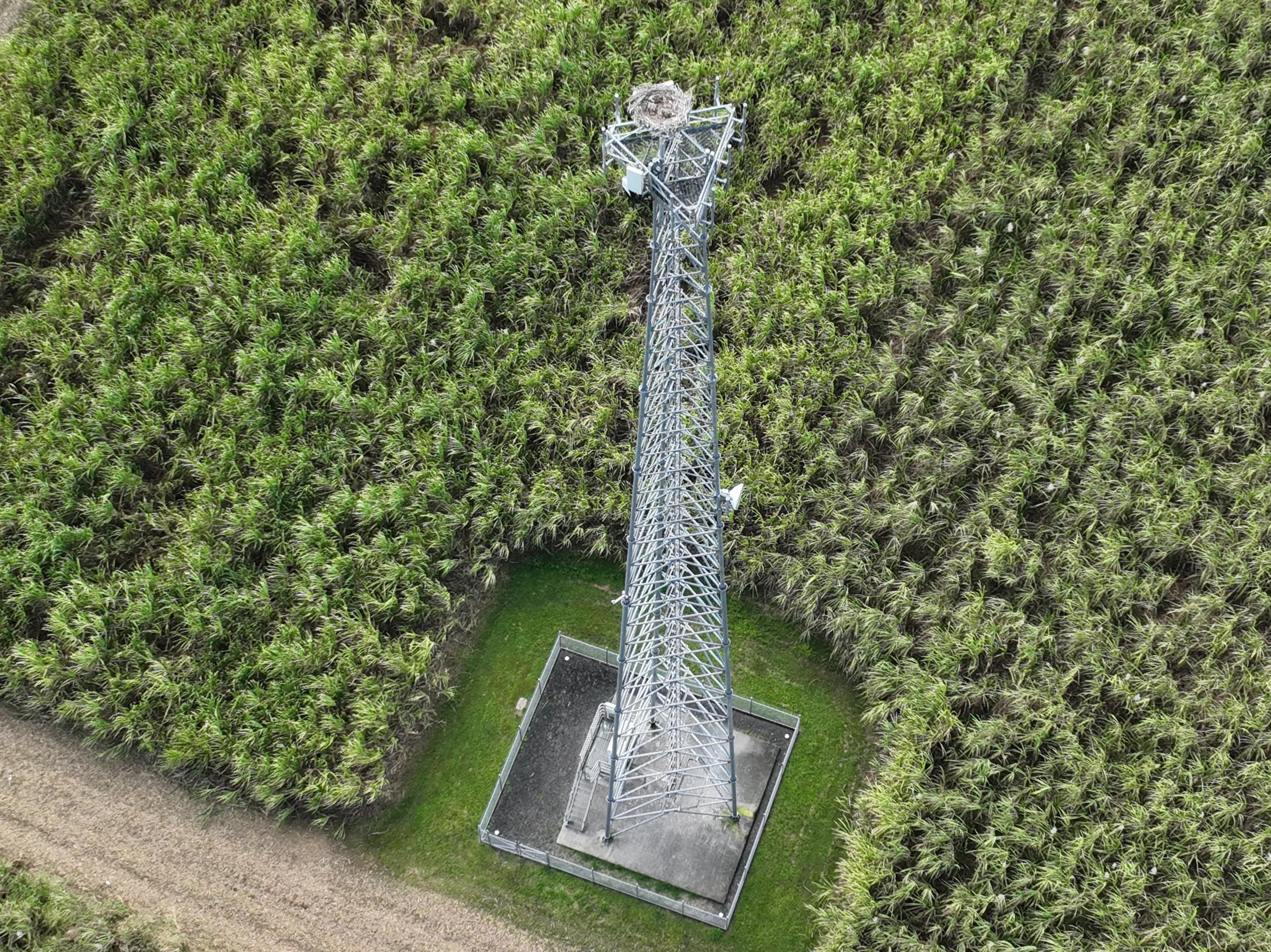 A tall metal communication tower surrounded by a dense field of green plants.