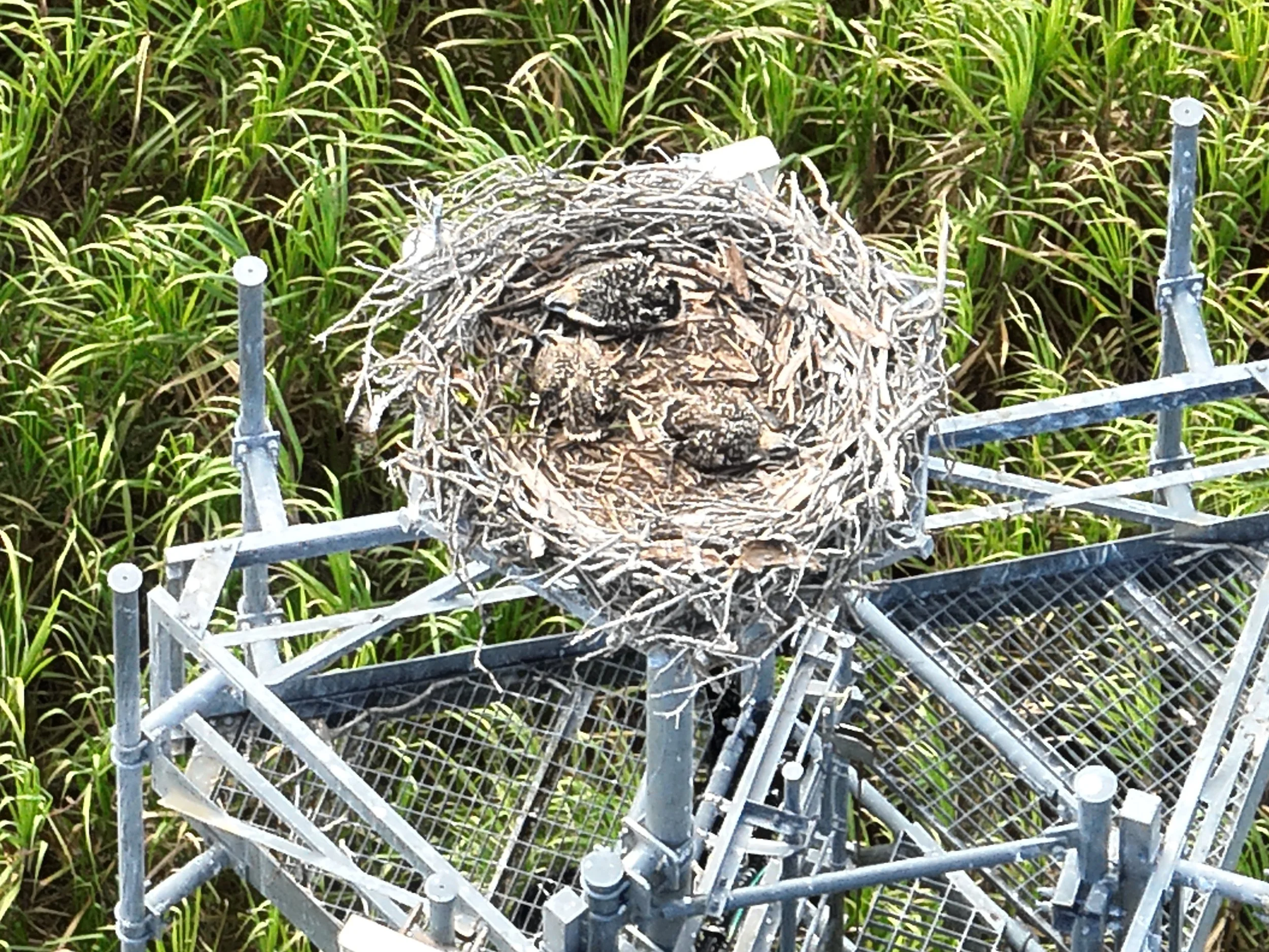 A bird sitting on the edge of a nest inside a metal structure, with green grass in the background.