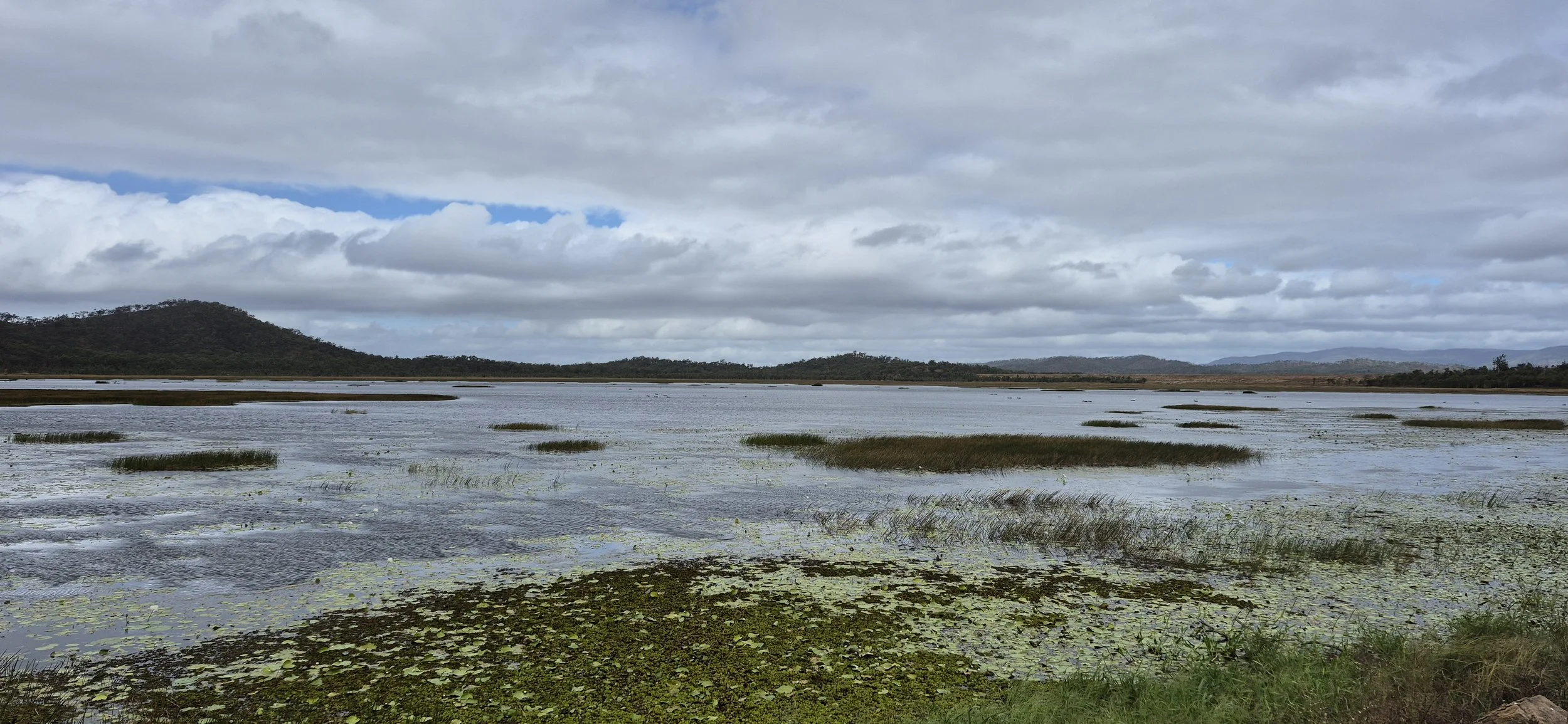 A wide view of a wetland or marsh with water, grass patches, and lily pads, with mountains and a cloudy sky in the background.