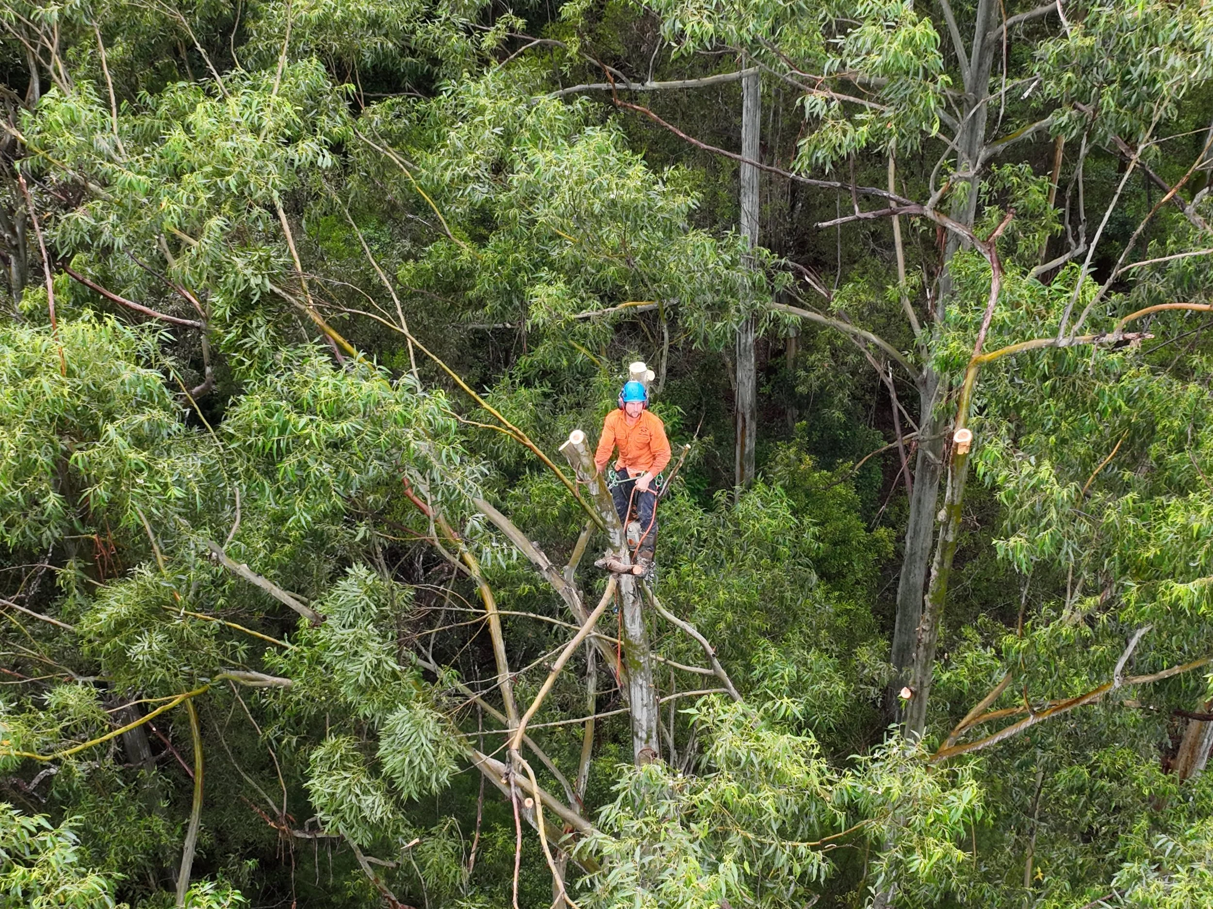 Tree removal worker in orange uniform and blue helmet using chainsaw on a large tree in a dense forest.