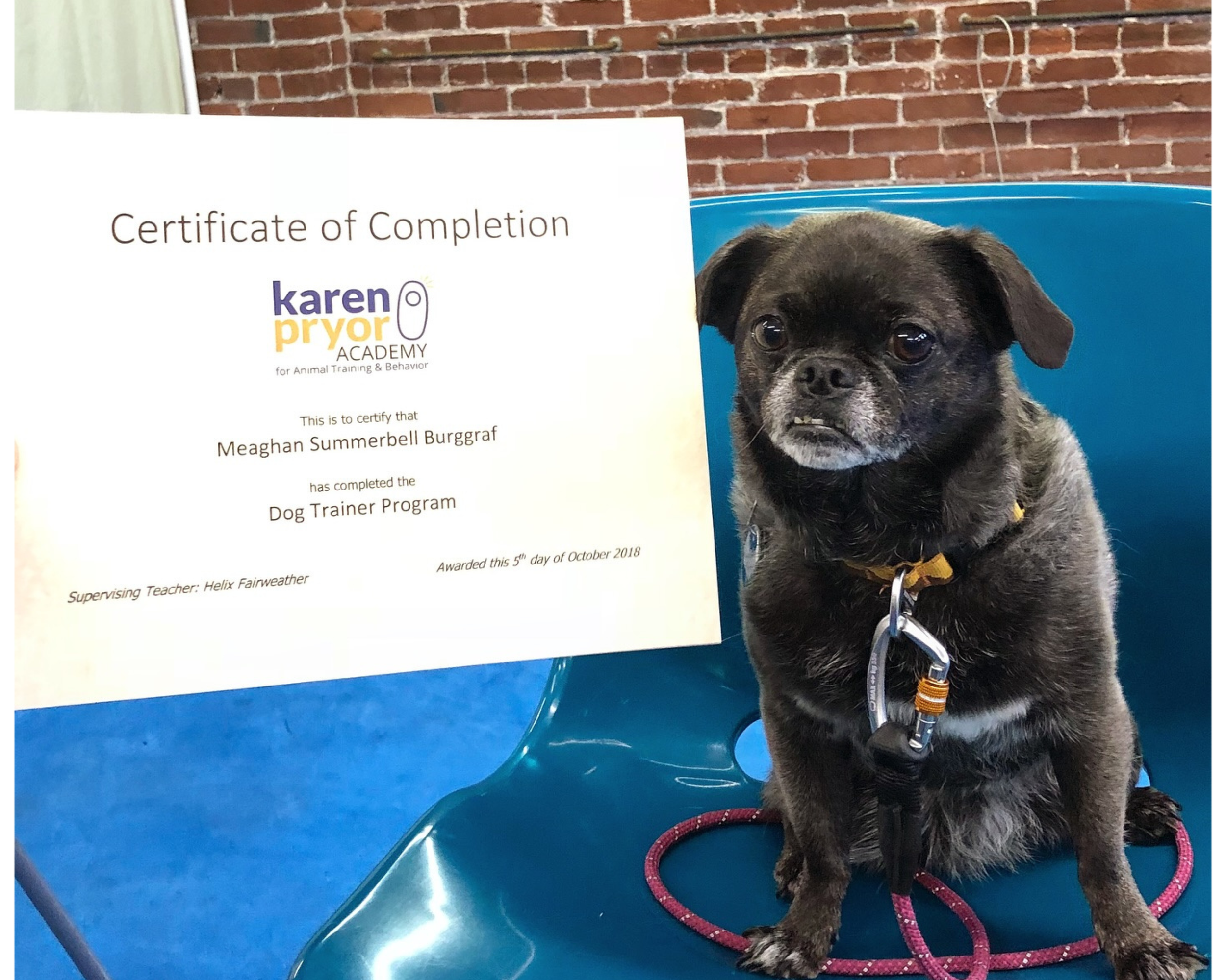 Karen Pryor Academy Dog Trainer Program completed by Meaghan Summerbell, Portland & Gresham Dog Trainer. 