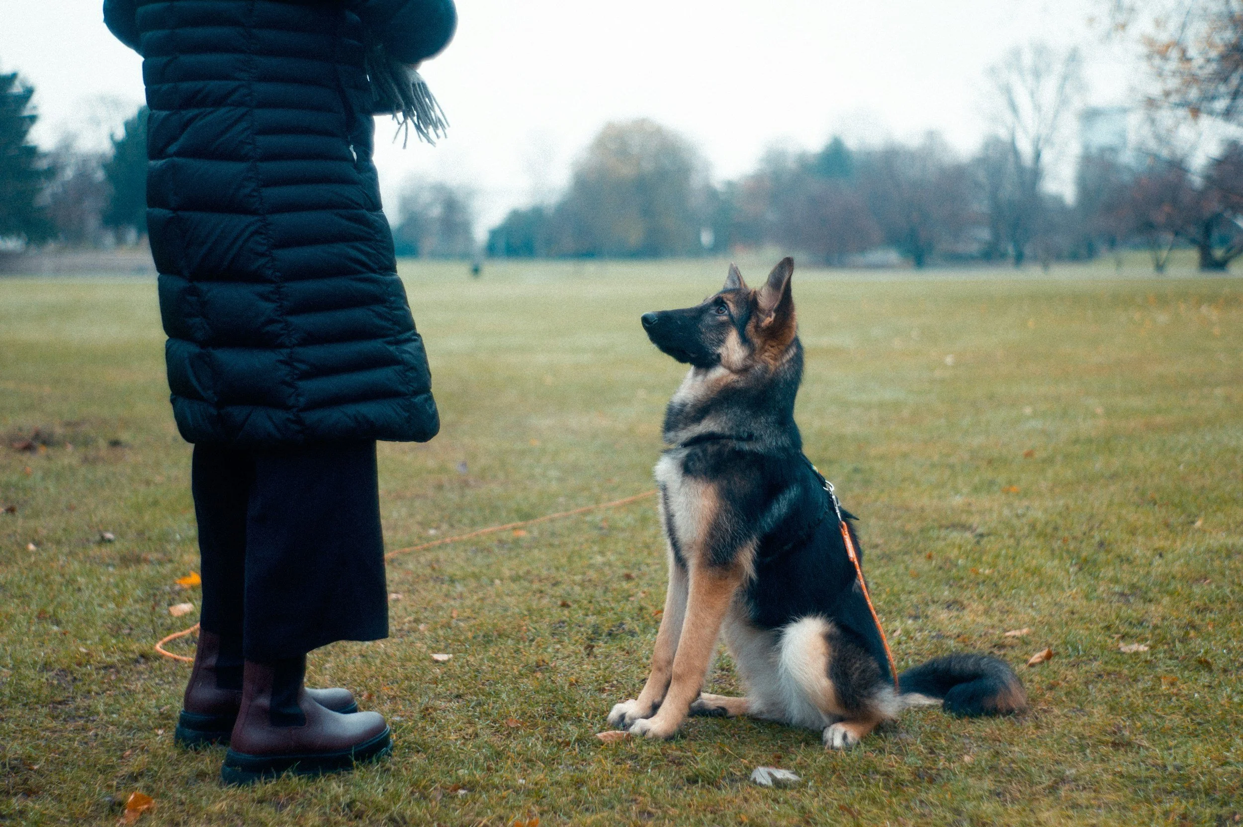 A person in a black puffer jacket and rubber boots standing on grass, facing a seated German Shepherd dog in a park during overcast weather.