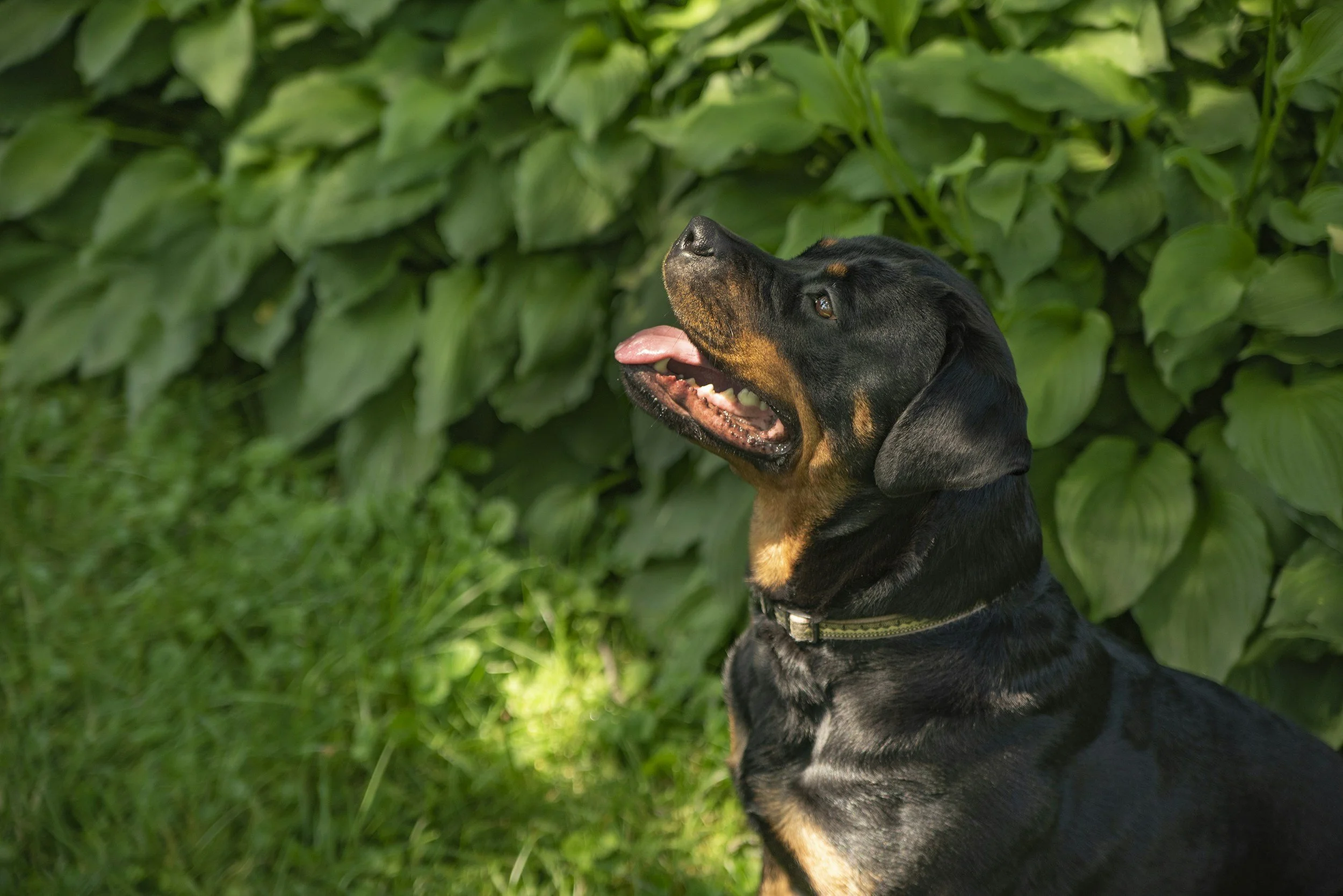 A black and tan Rottweiler dog sitting outdoors in front of green leaves, looking upward with its tongue out.