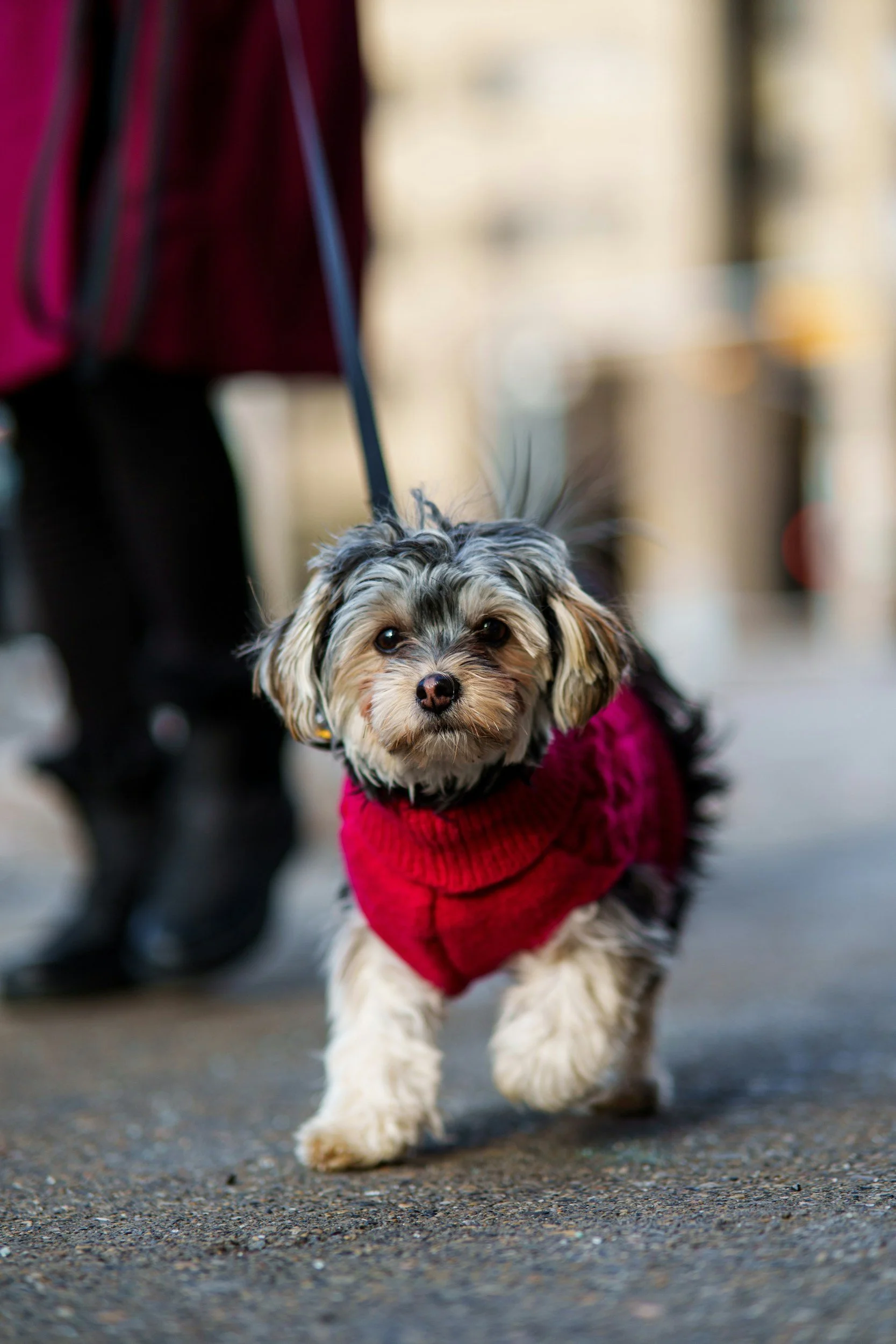Small dog with long, fluffy fur wearing a red sweater, walking on a leash on a city sidewalk.