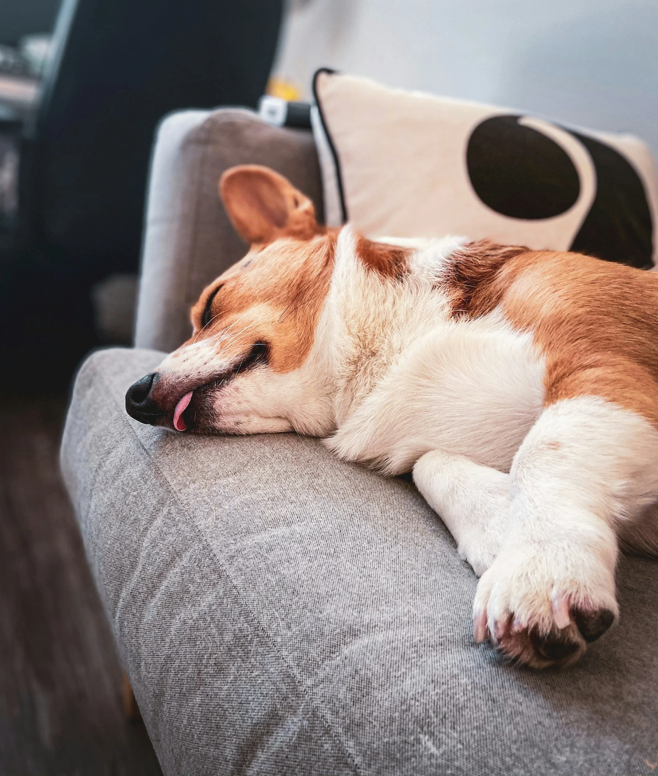 A dog with tan and white fur sleeping on a gray couch with its tongue slightly sticking out.