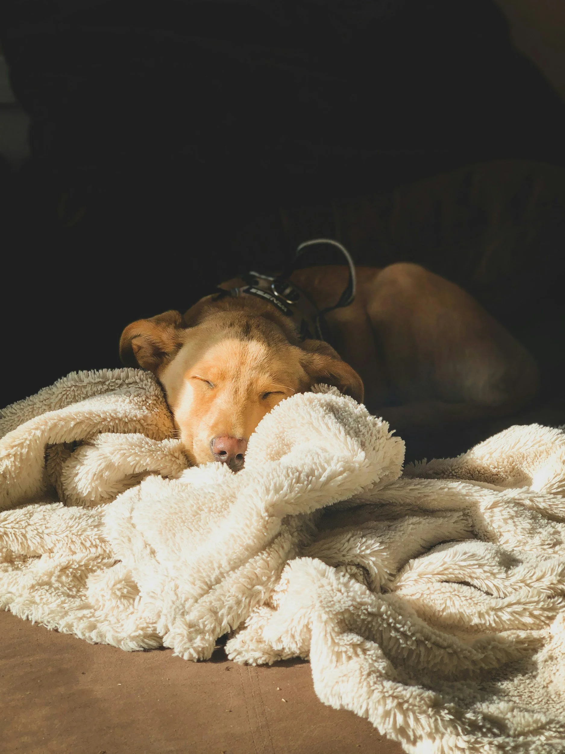 A brown dog is sleeping on a beige fuzzy blanket, with its head resting on the blanket and eyes closed.