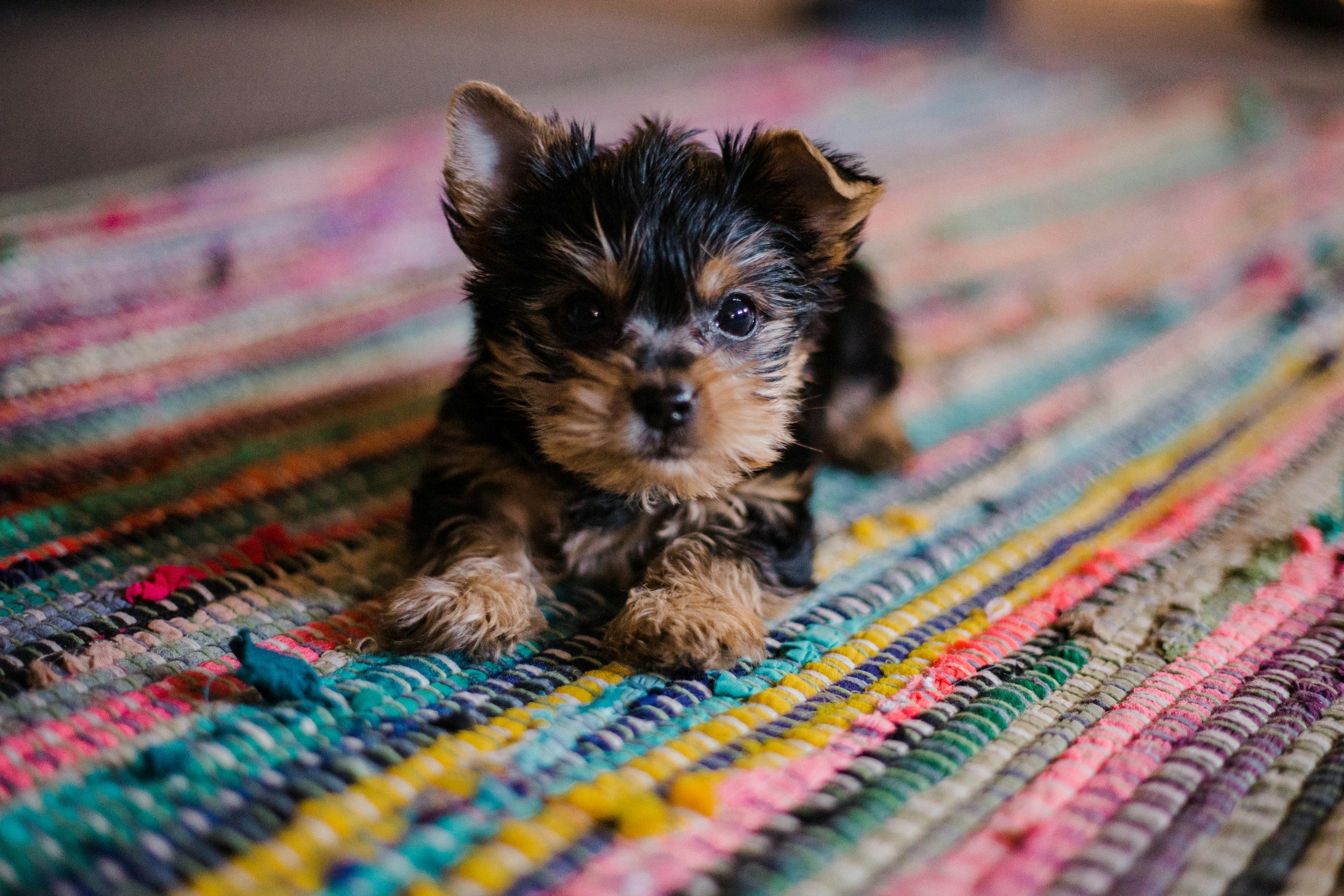 A small, black and tan puppy with big, dark eyes sitting on a colorful, striped woven rug.