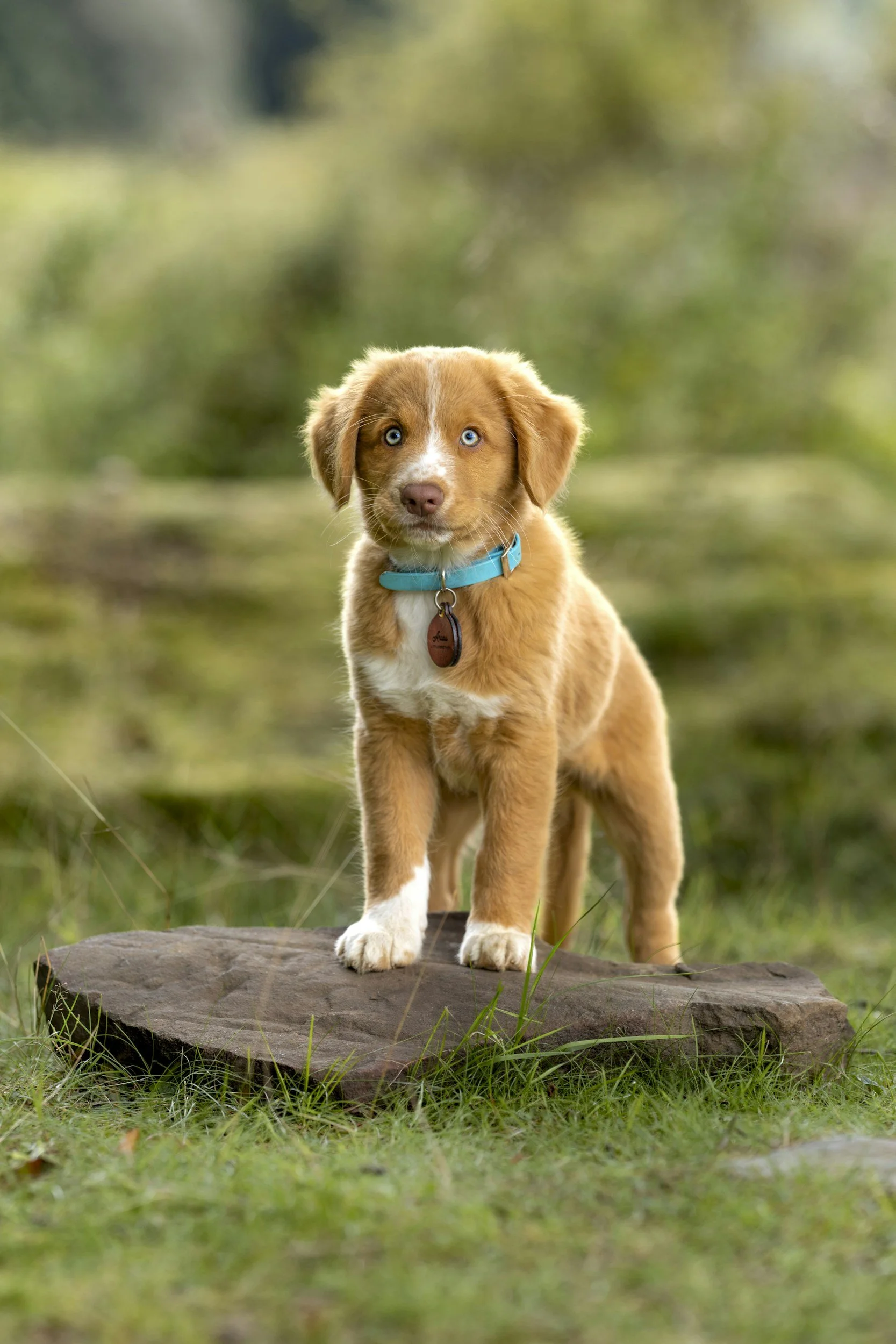 A brown puppy with blue eyes standing on a flat rock in a grassy outdoor setting.