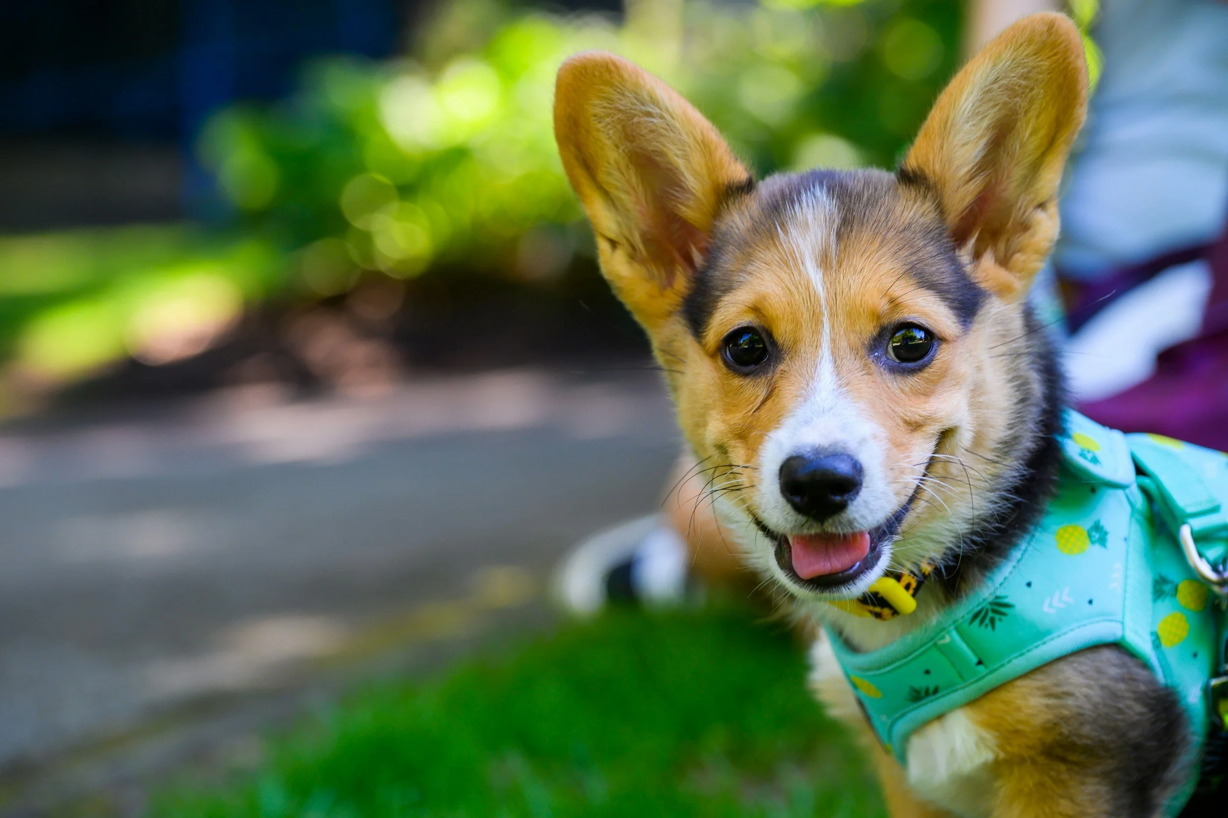 Close-up of a happy Corgi puppy with large ears wearing a turquoise harness with yellow pineapples and green leaves, outdoors with green foliage in background.